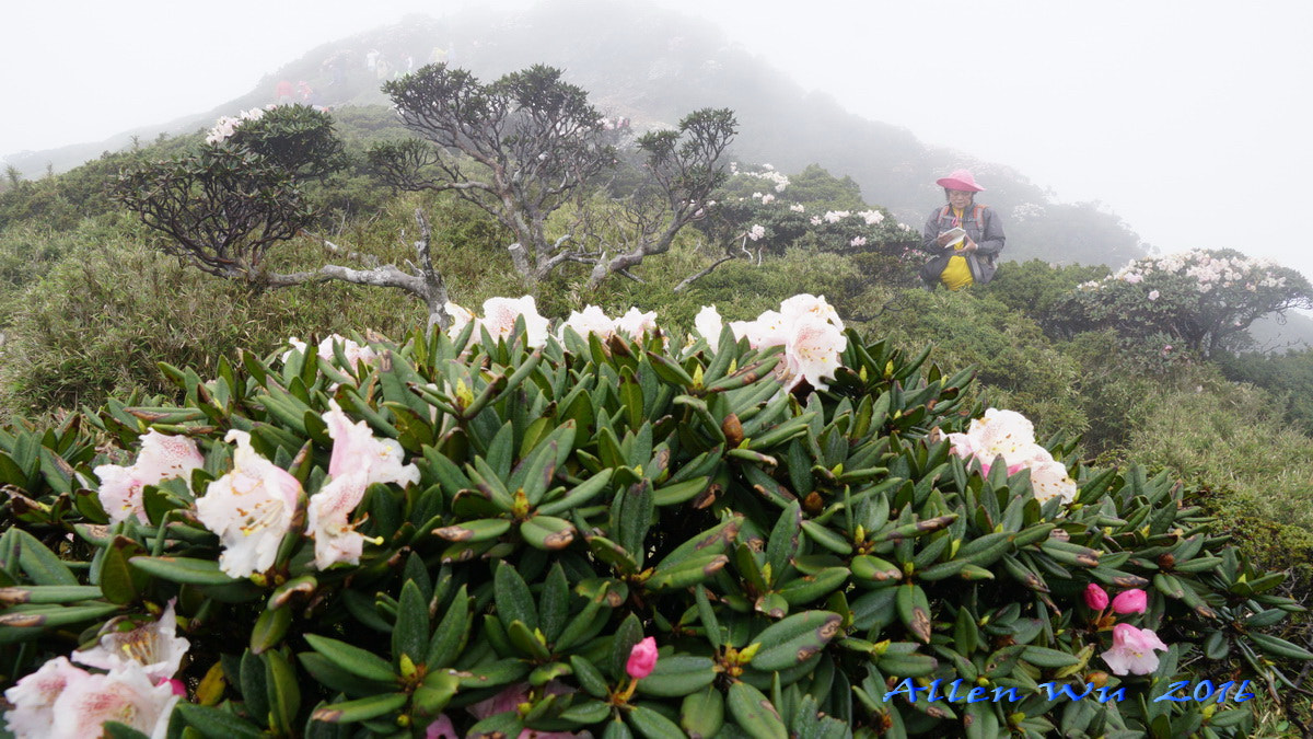 Sony DT 16-105mm F3.5-5.6 sample photo. 調整大小 photography