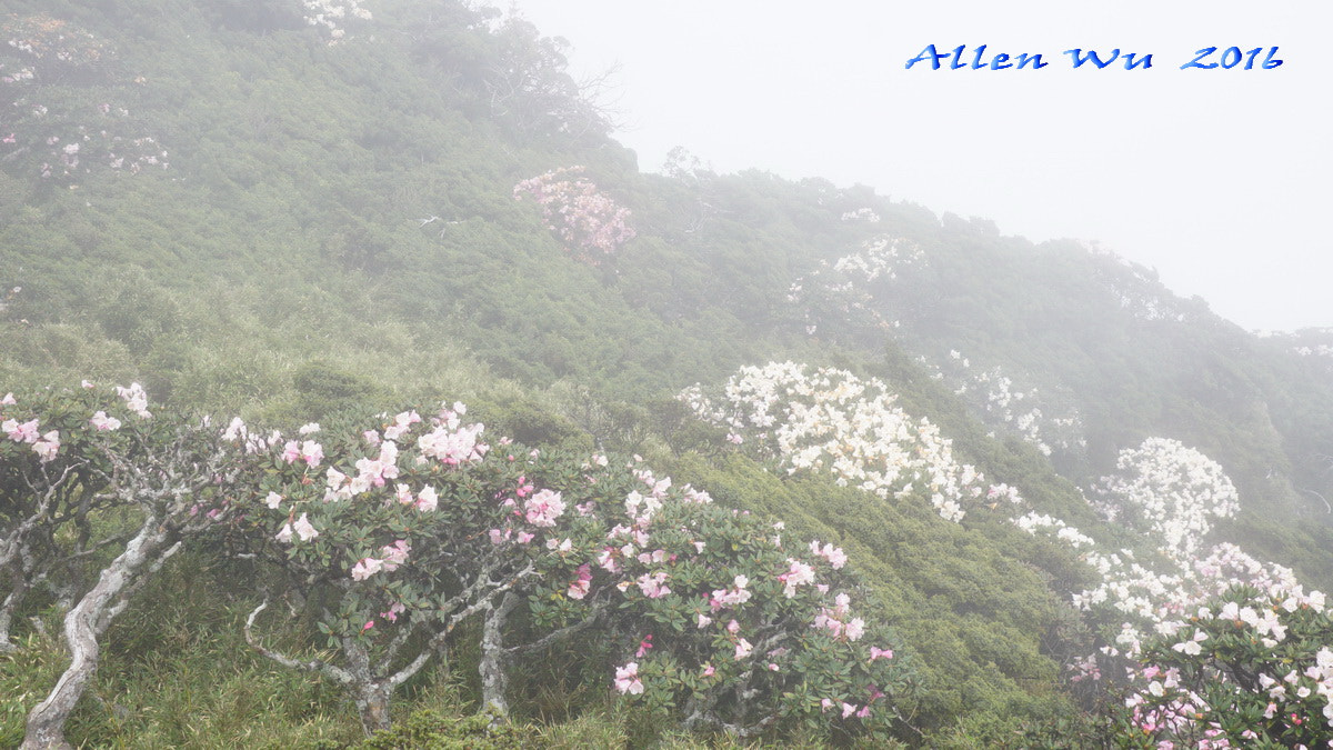 Sony DT 16-105mm F3.5-5.6 sample photo. 調整大小 photography