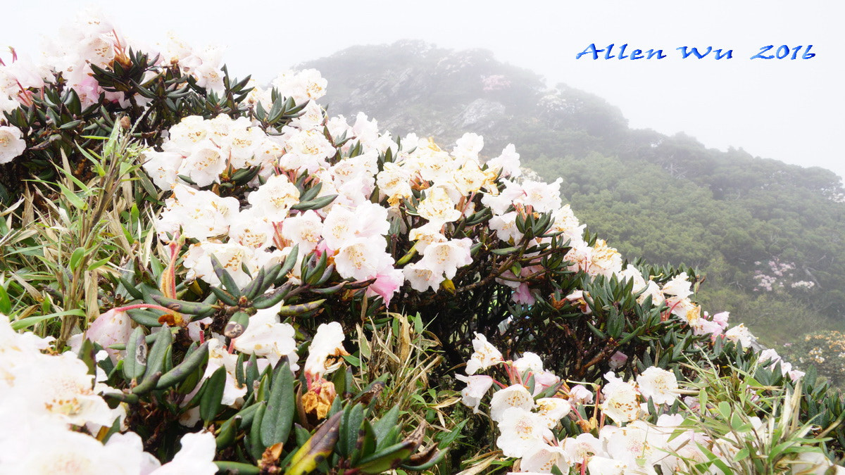 Sony DT 16-105mm F3.5-5.6 sample photo. 調整大小 photography