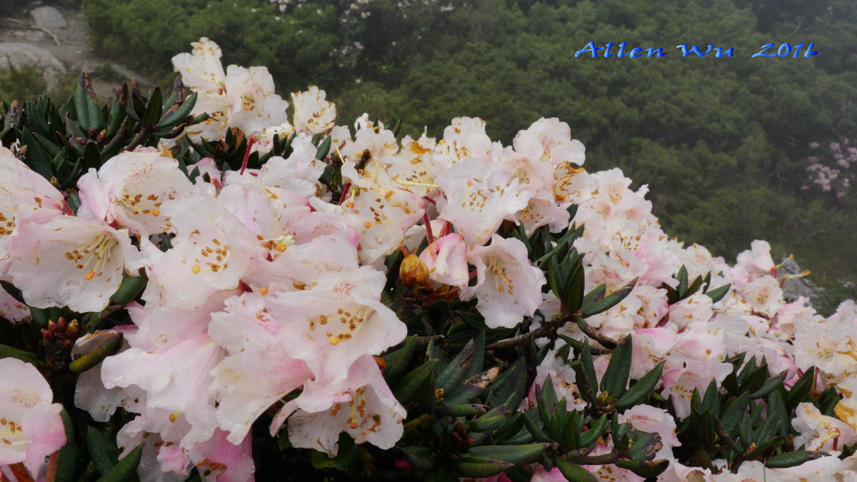Sony DT 16-105mm F3.5-5.6 sample photo. 調整大小 photography