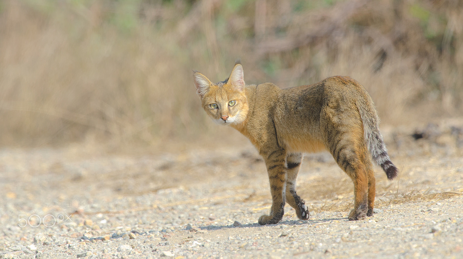 Nikon D7000 + Nikon AF-S Nikkor 500mm F4G ED VR sample photo. Jungle cat dec photography