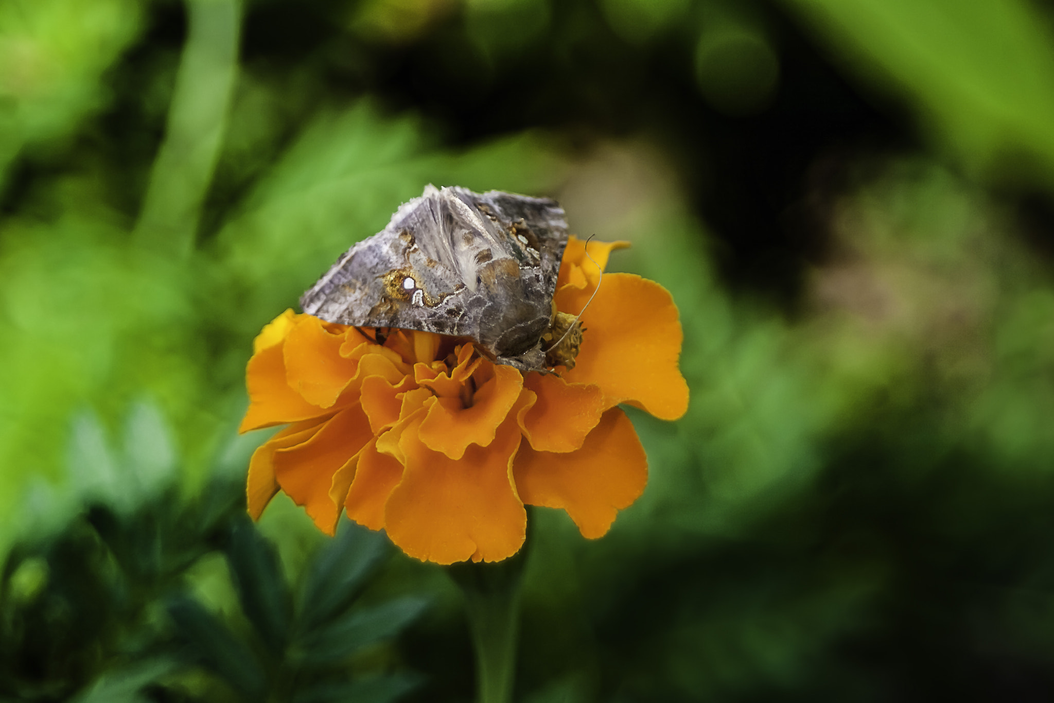 Canon EOS 400D (EOS Digital Rebel XTi / EOS Kiss Digital X) sample photo. Moth on flower photography