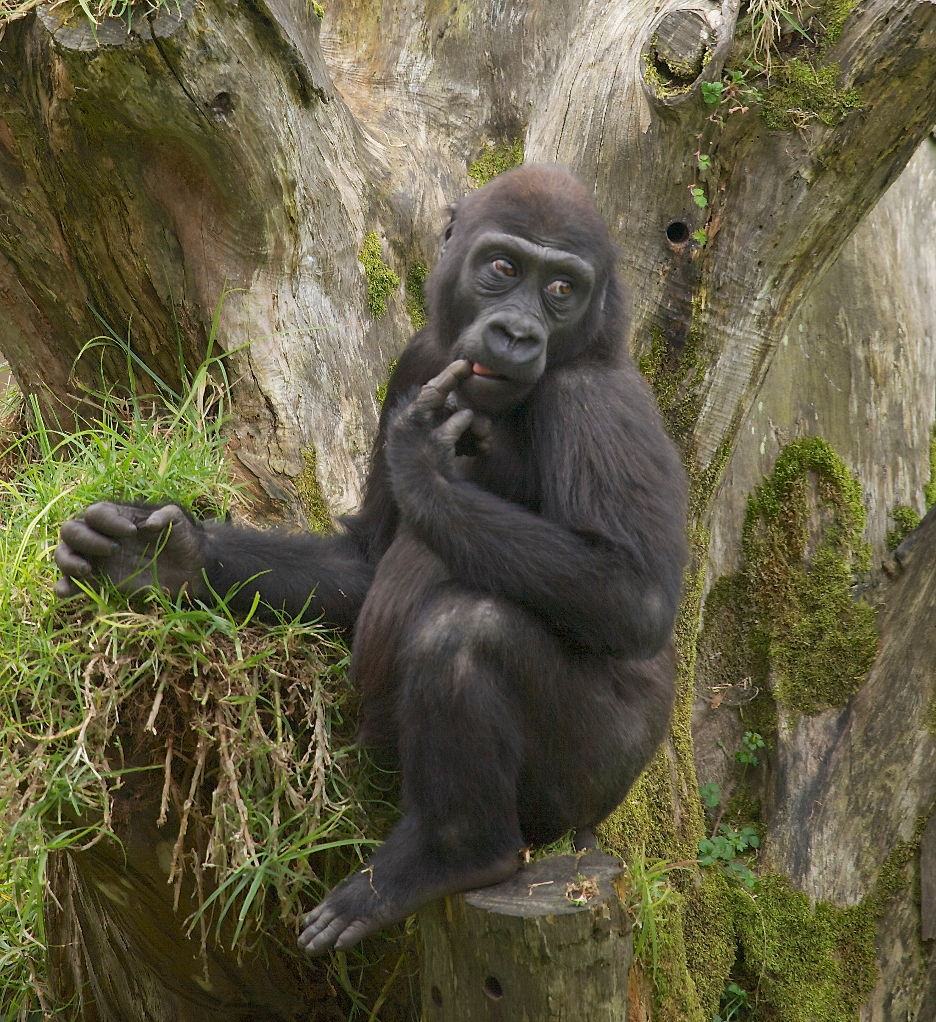 Canon EOS 5D sample photo. Shy baby gorilla photography
