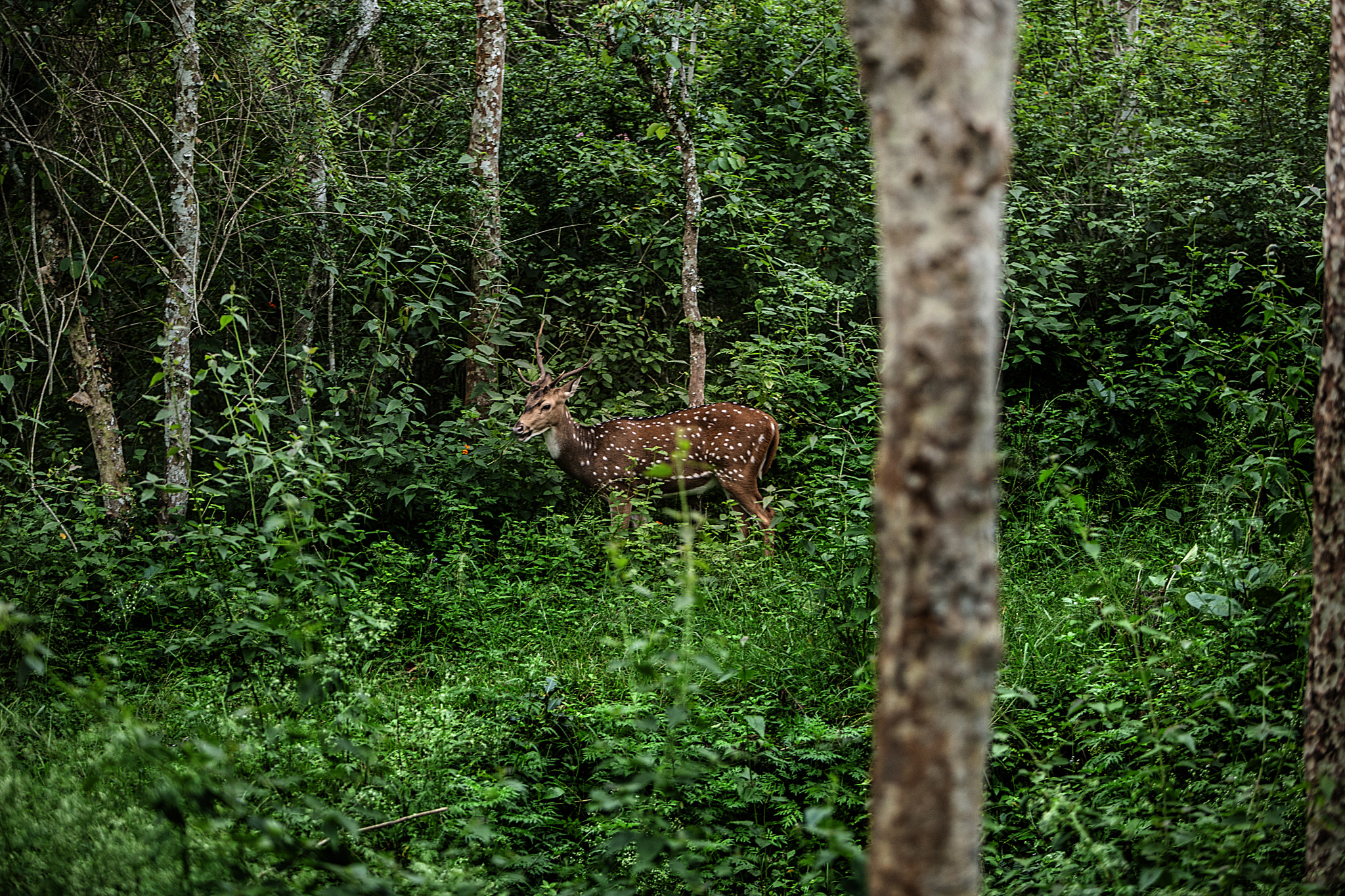 Canon EOS-1Ds Mark III sample photo. Forest (photo taken from running bus) photography