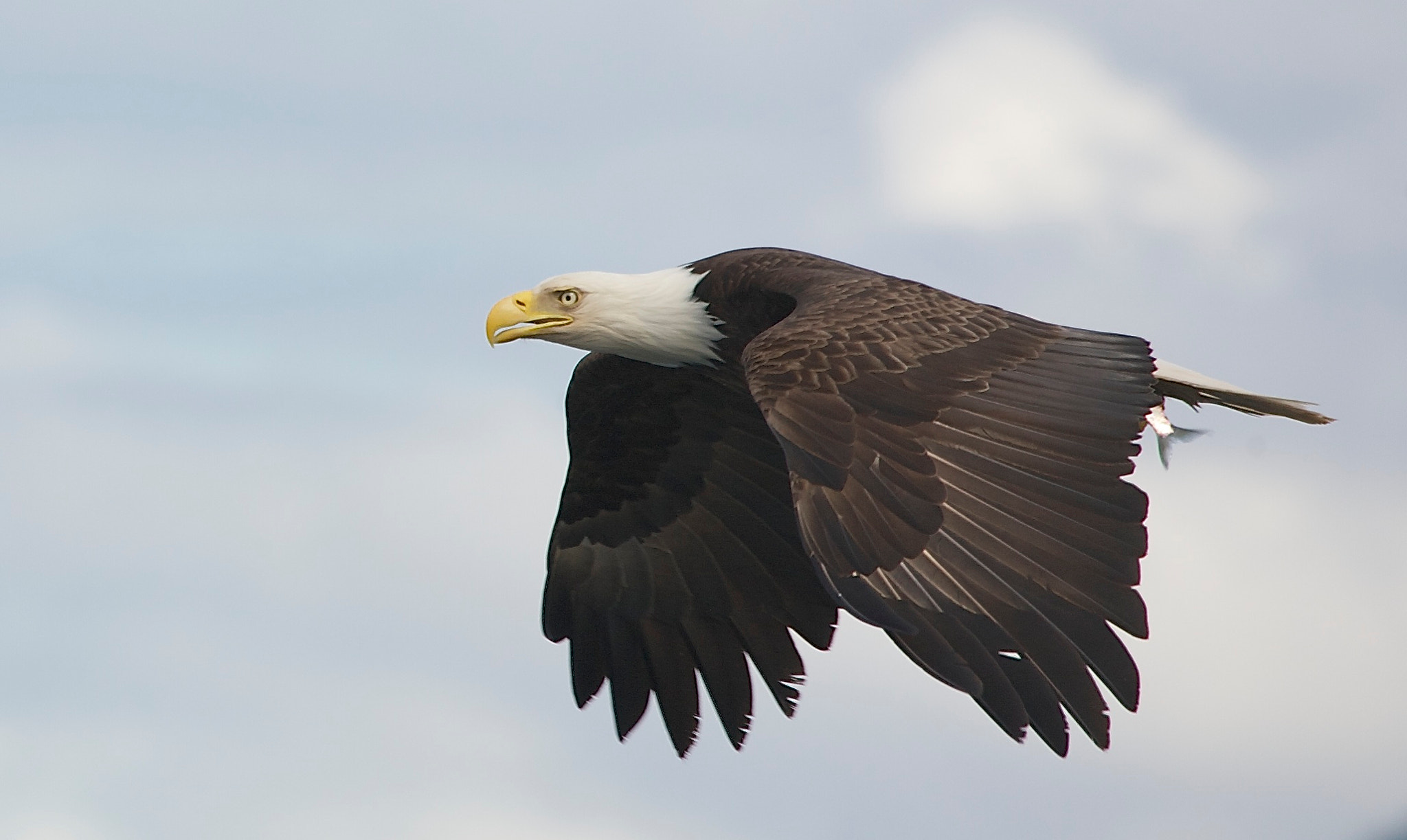 Canon EOS 5D sample photo. Bald eagle with herring photography