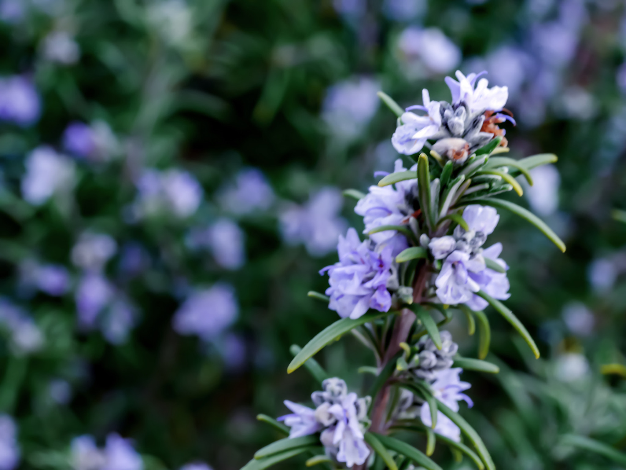Canon EF 28-80mm f/3.5-5.6 USM sample photo. Lavender photography