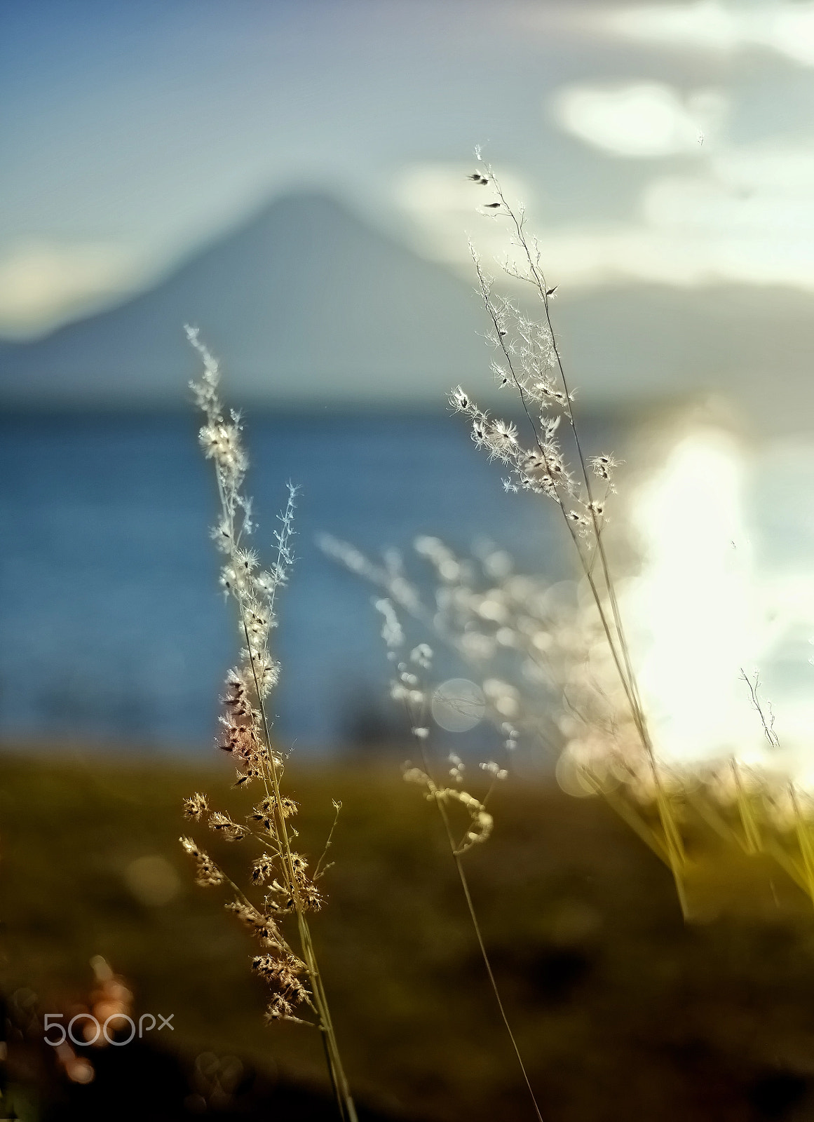 Canon EF 40mm F2.8 STM sample photo. Las flores y el volcan photography