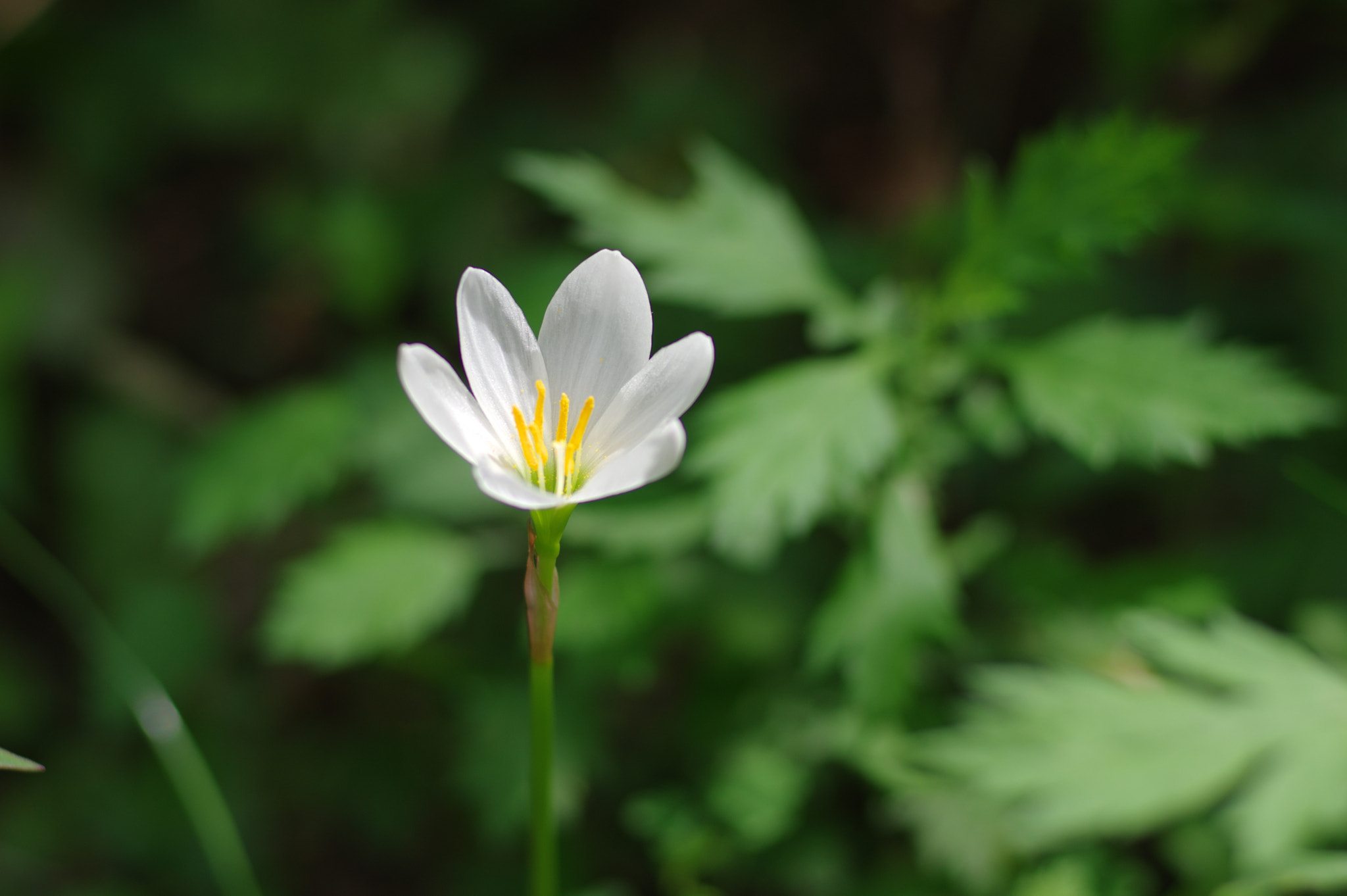 Pentax smc FA 77mm 1.8 Limited sample photo. On the road again... photography
