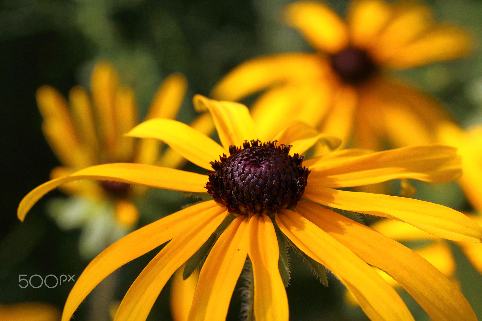 Canon EOS 760D (EOS Rebel T6s / EOS 8000D) sample photo. Black eyed susan 3 photography