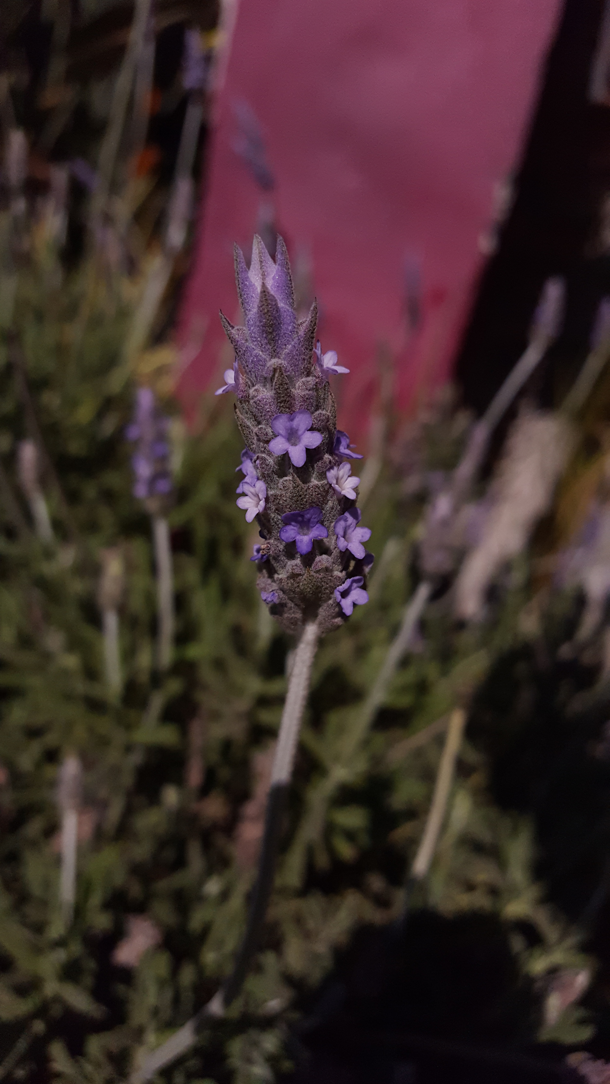 Canon EOS 760D (EOS Rebel T6s / EOS 8000D) sample photo. Macro lavender photography