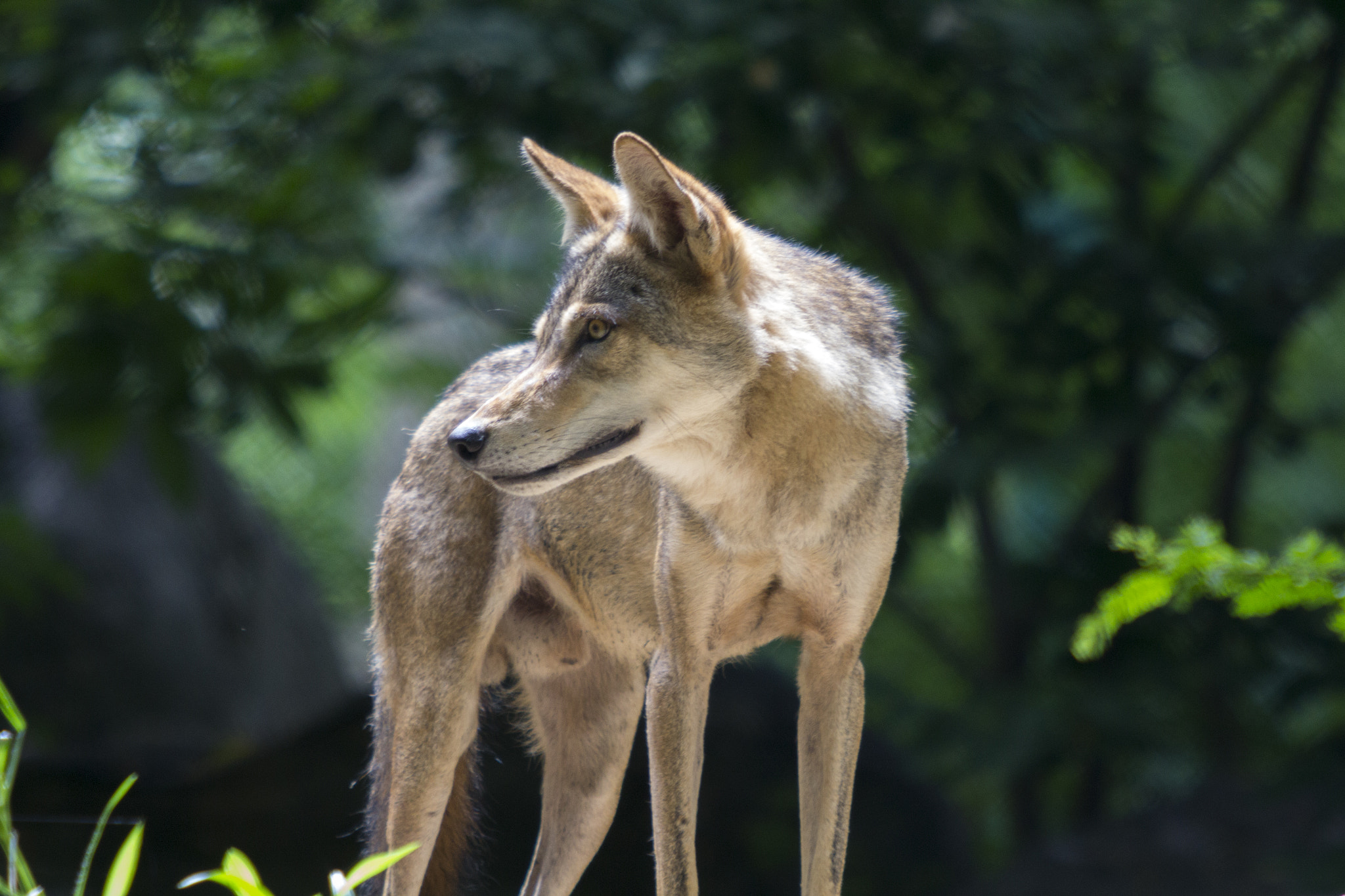 Canon EF 70-200mm F2.8L USM sample photo. Indian grey wolf photography