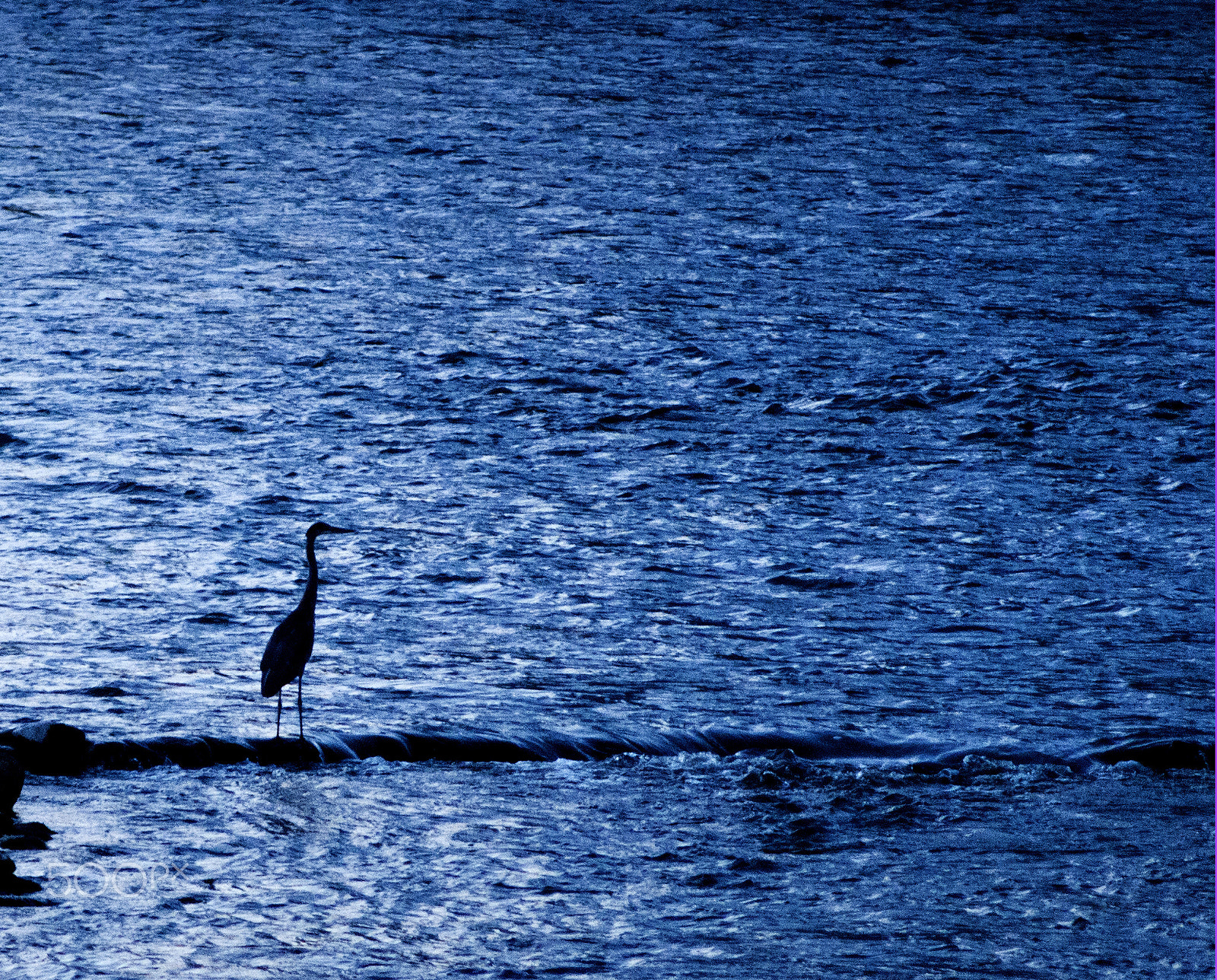 Nikon D300 sample photo. Heron at night photography