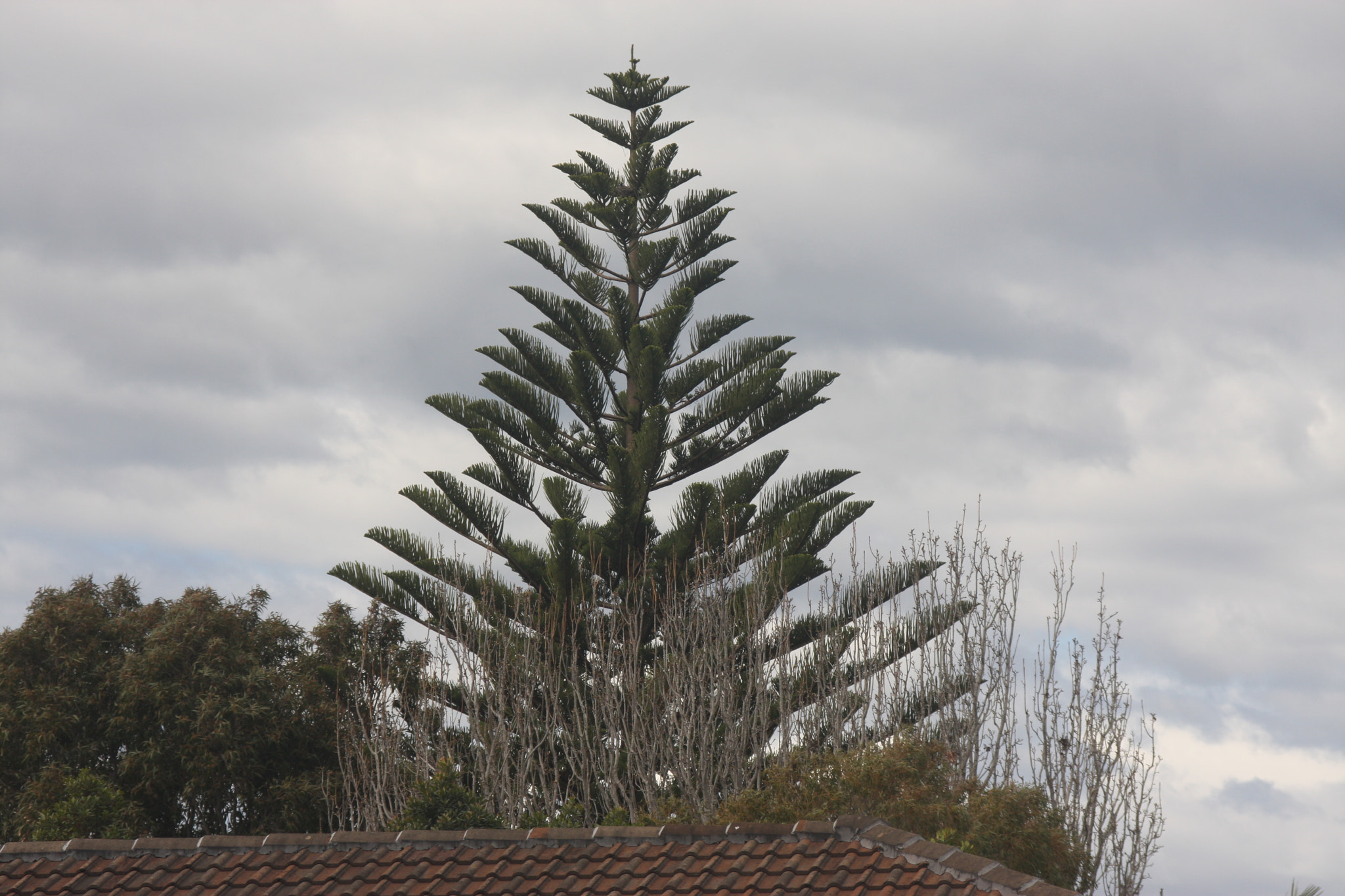 Canon EF 35-105mm f/3.5-4.5 sample photo. Img photography