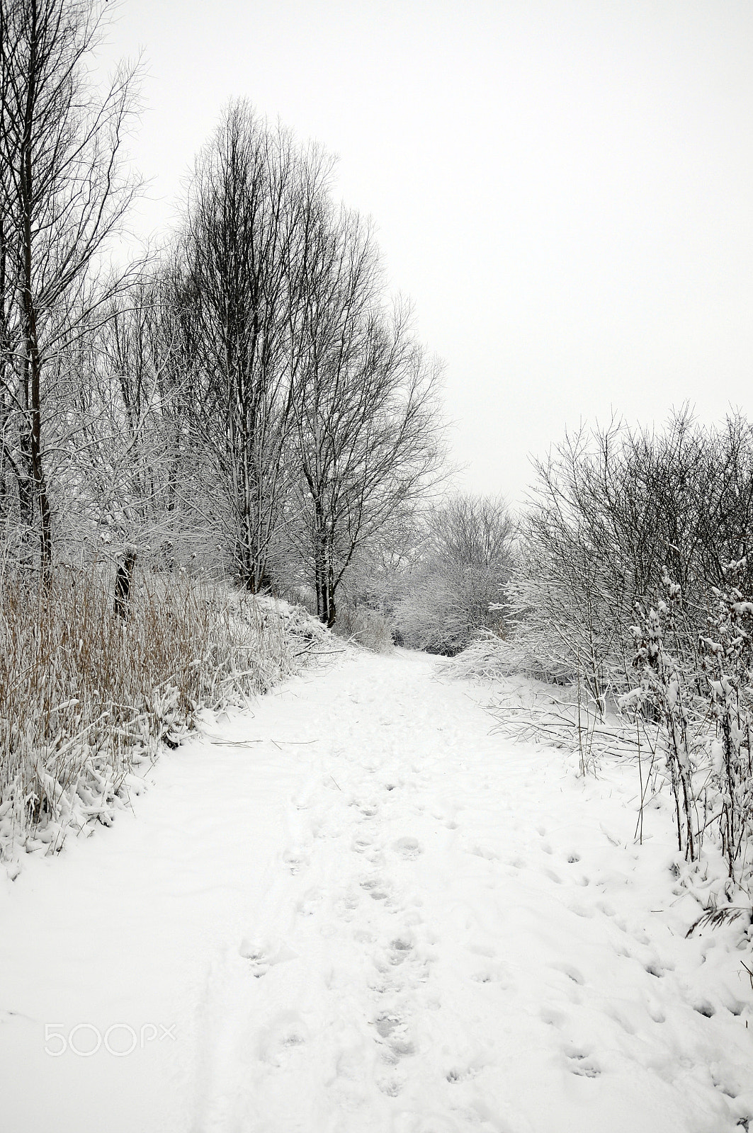 LG K430DSY sample photo. Snow landscape photography