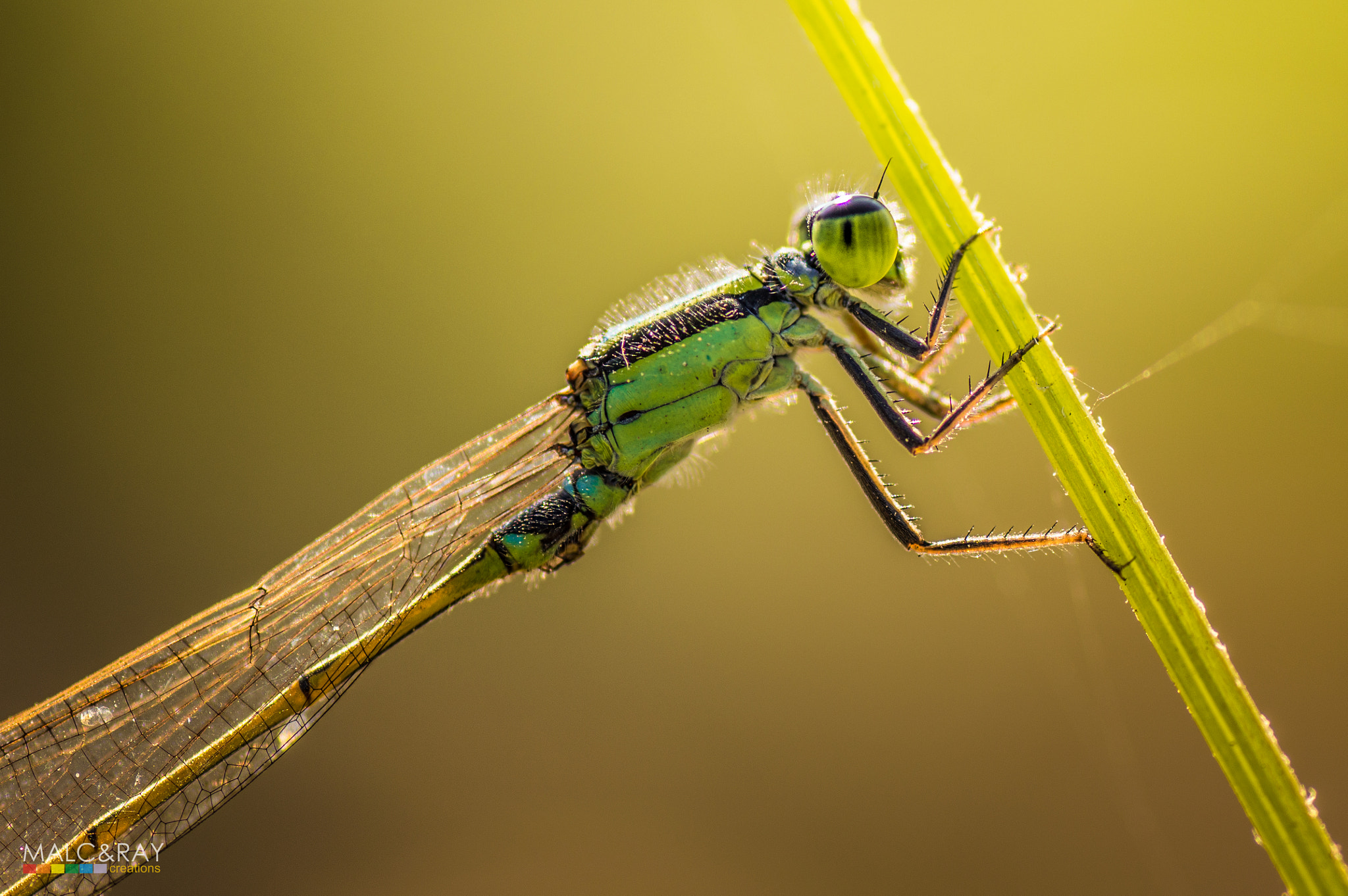 Nikon D3200 + Tamron SP 90mm F2.8 Di VC USD 1:1 Macro sample photo. Dragonfly in action photography