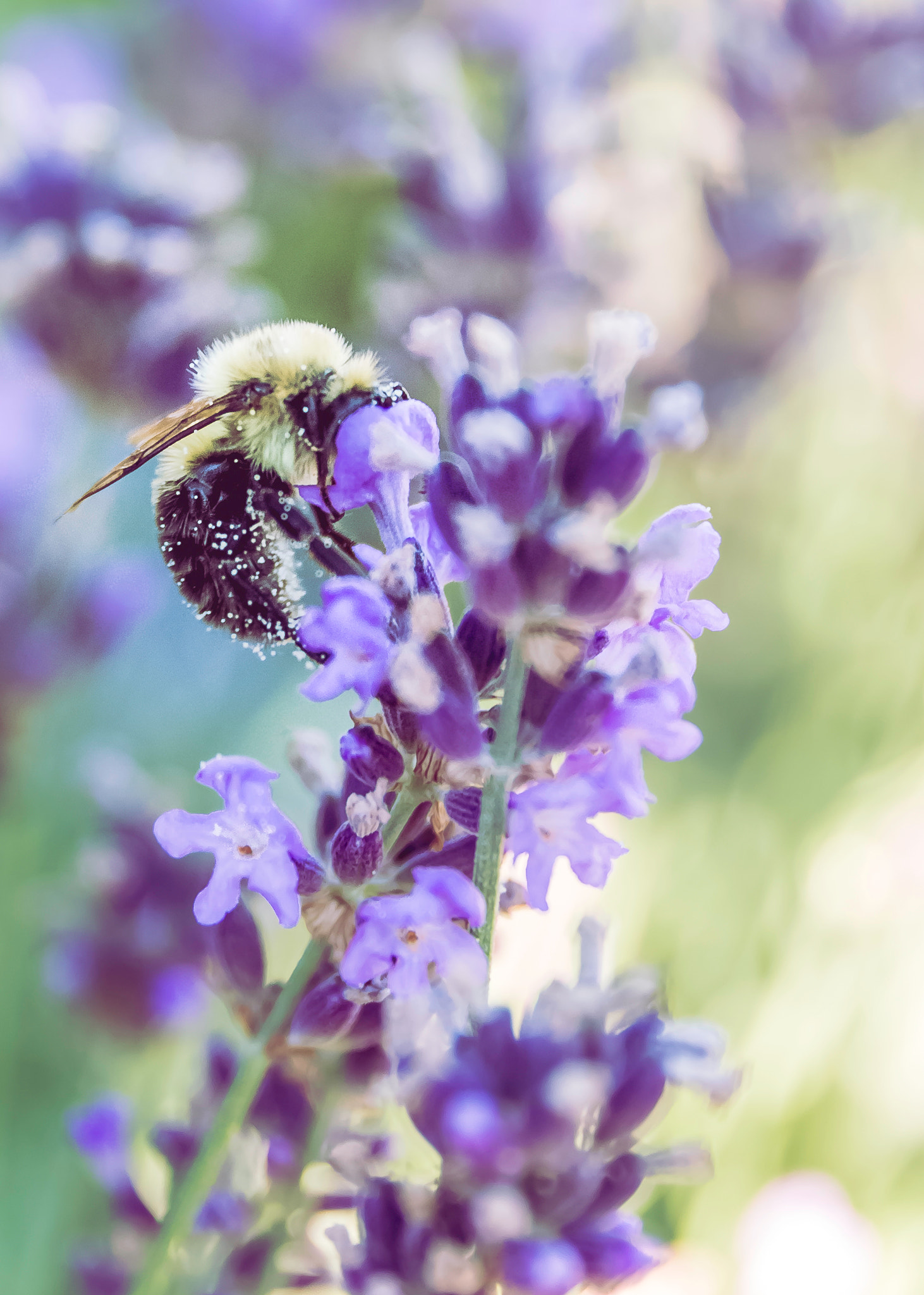 Canon EOS 650D (EOS Rebel T4i / EOS Kiss X6i) sample photo. Working bee photography