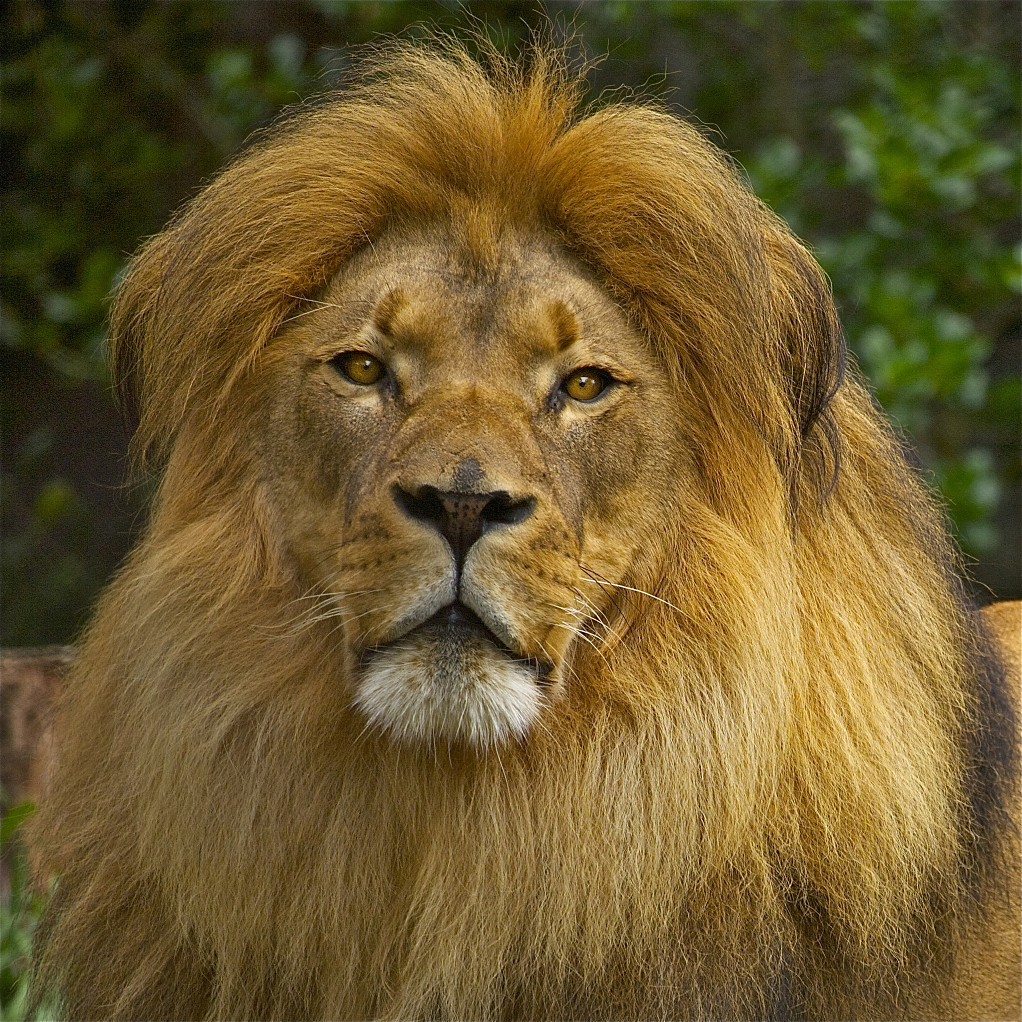 Canon EOS 5D sample photo. African lion photography