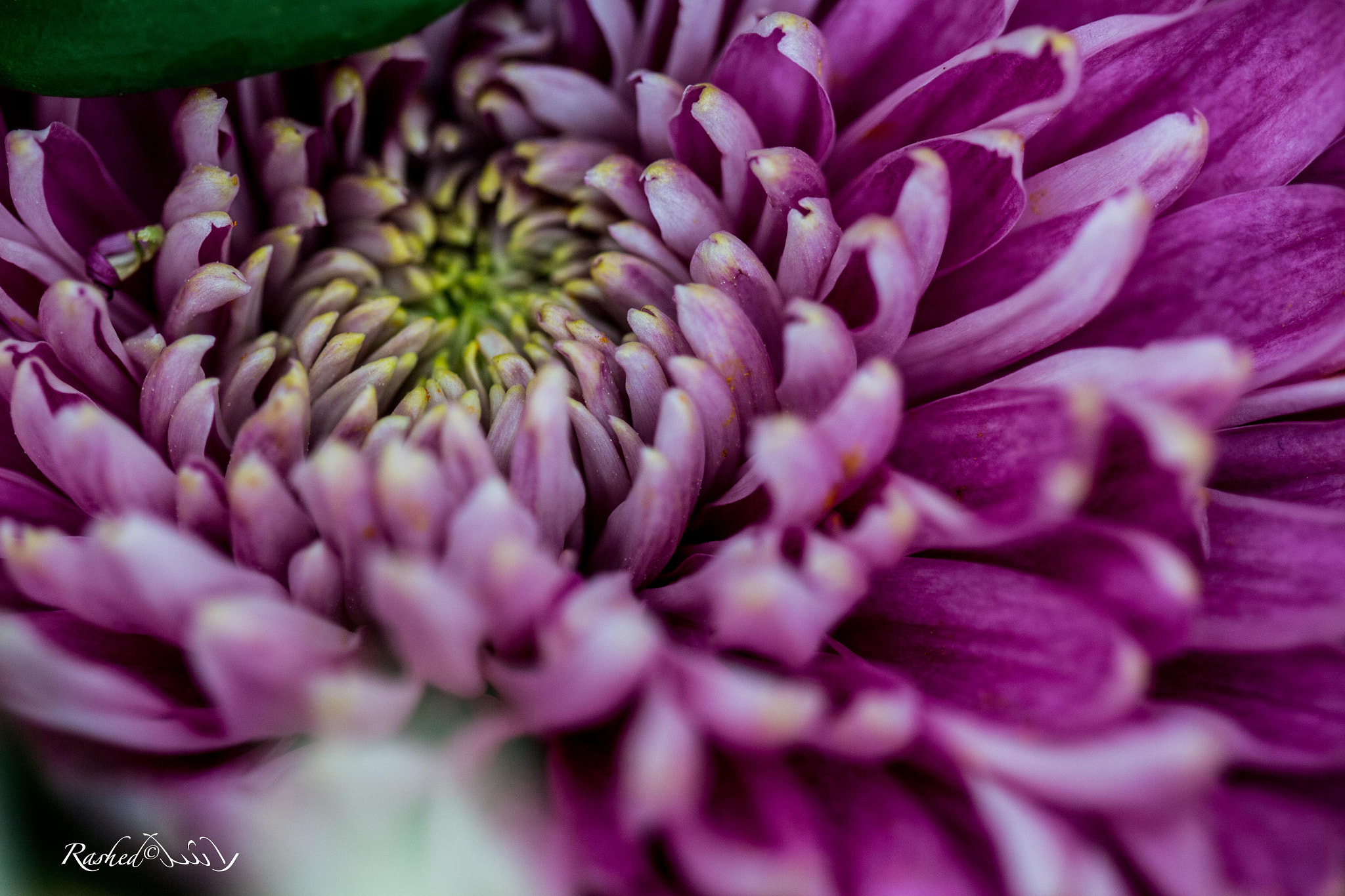 Canon EF 100mm F2.8 Macro USM sample photo