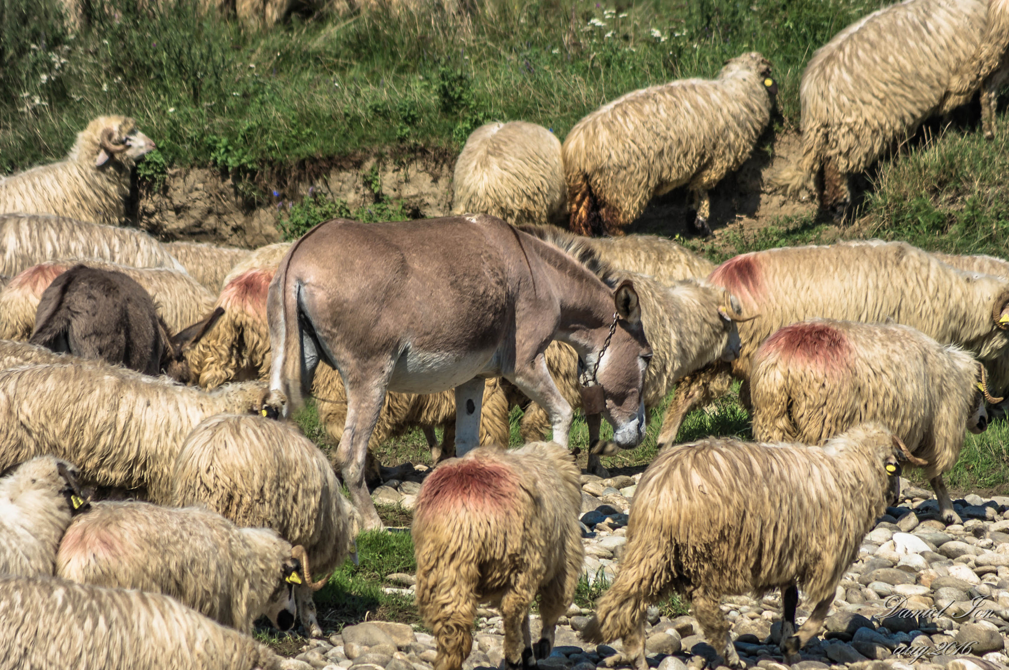 Pentax K-x + smc PENTAX-FA 80-320mm F4.5-5.6 sample photo. Sheep photography