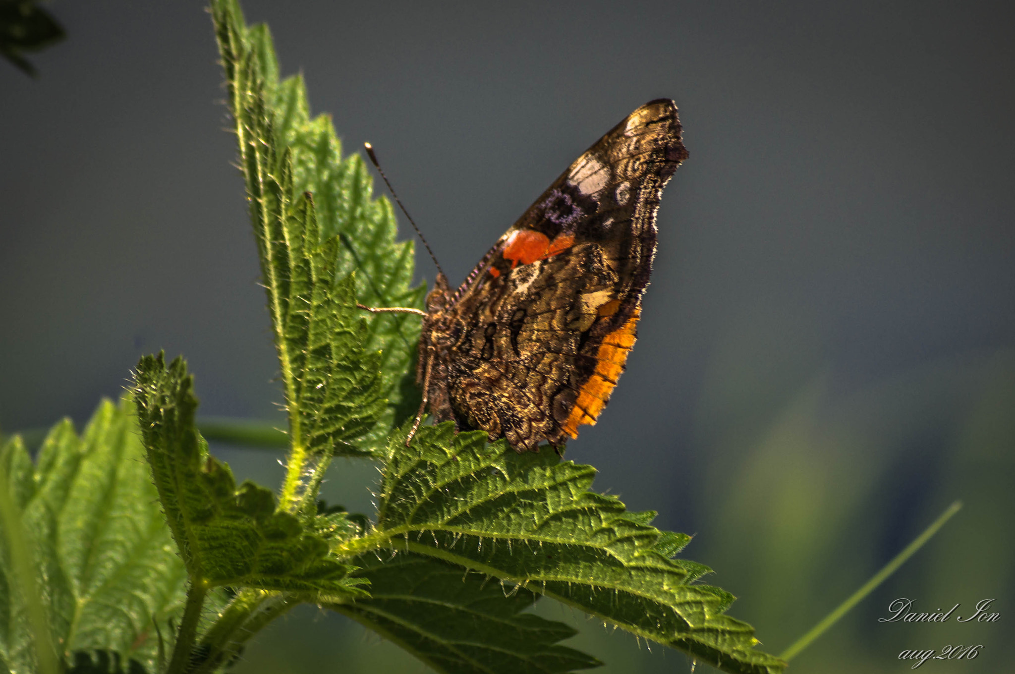smc PENTAX-FA 80-320mm F4.5-5.6 sample photo. Butterfly photography
