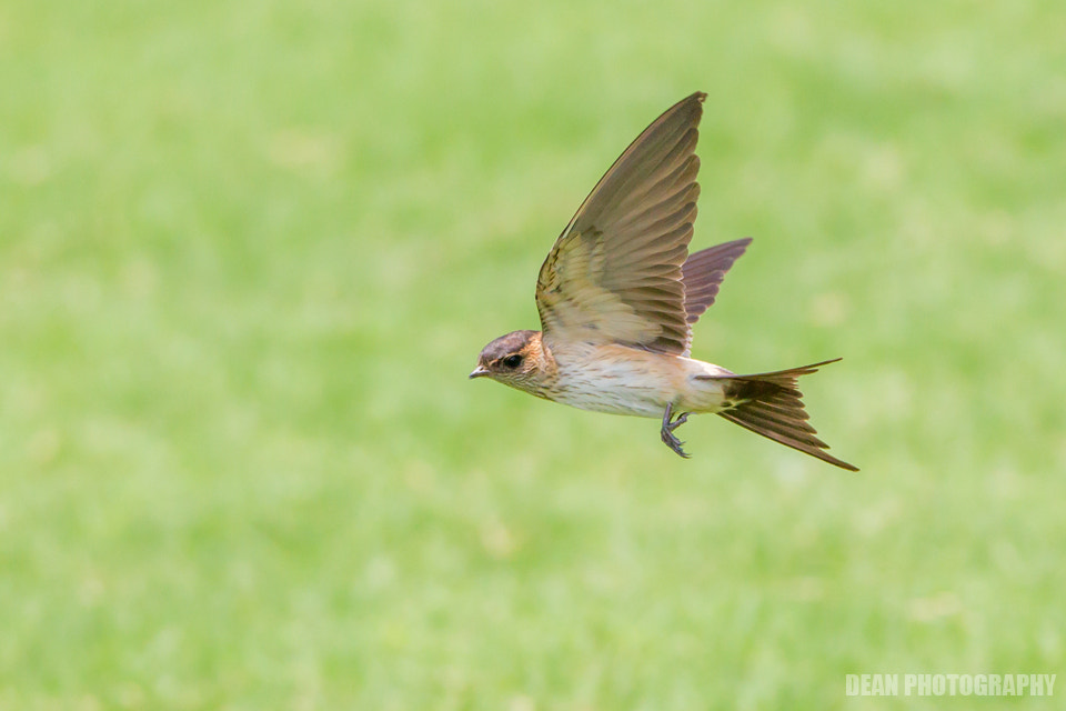 Canon EOS-1D Mark IV sample photo. Flying photography