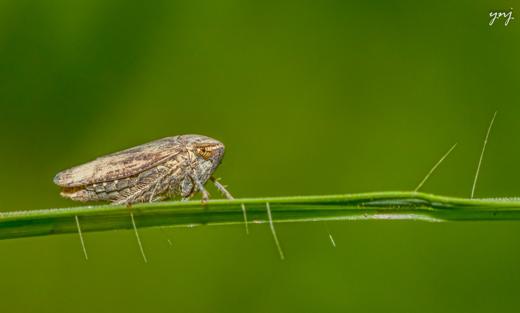 Canon EOS 80D + Canon EF 70-200mm F4L USM sample photo. Hopper :) photography