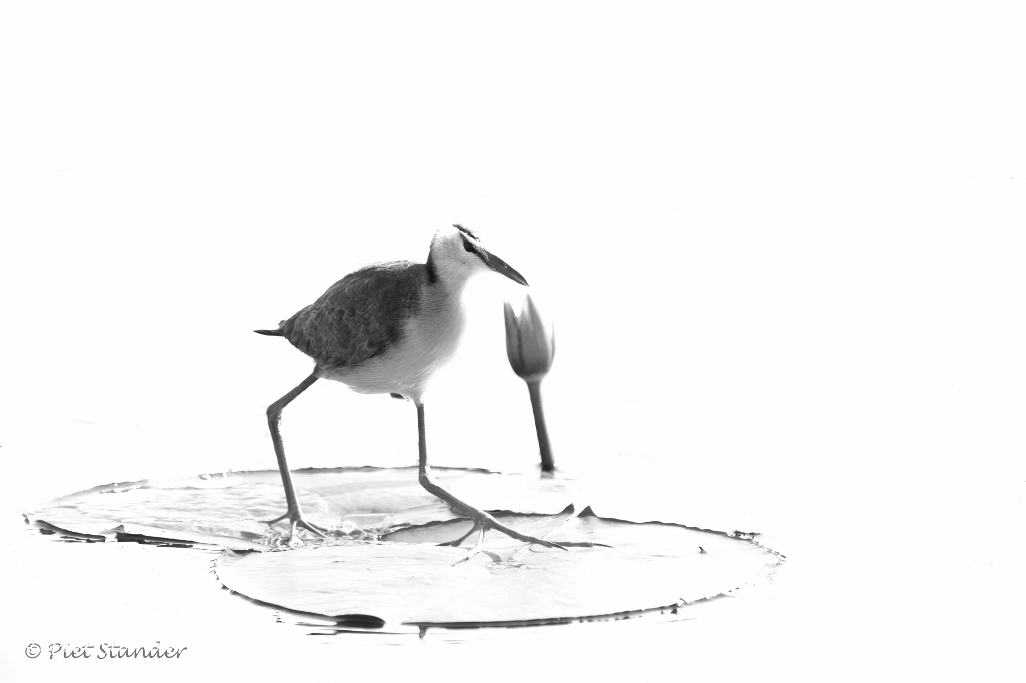 Canon EOS-1D X Mark II sample photo. Jacana high key photography
