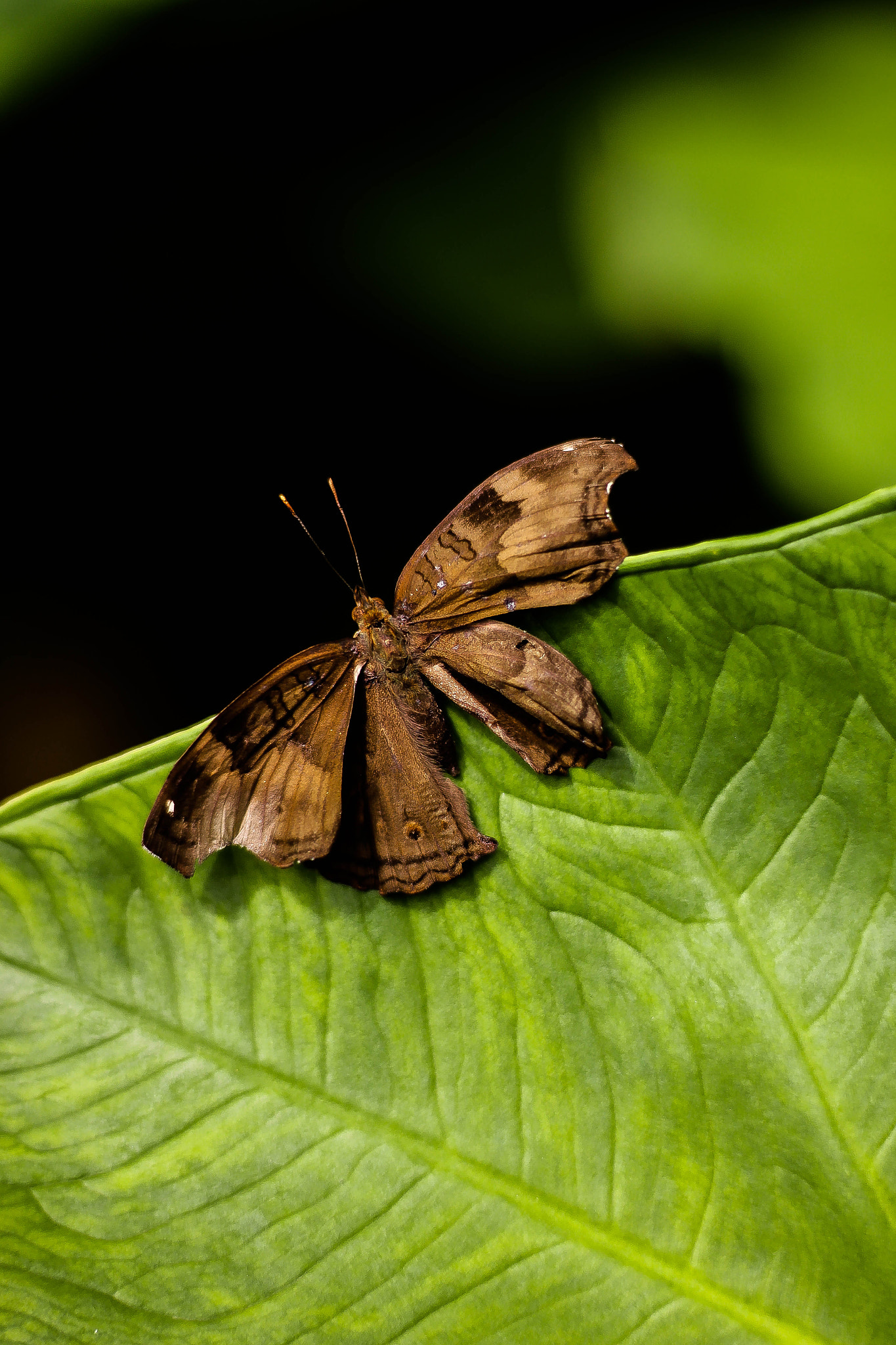 Nikon D800E + AF Nikkor 20mm f/2.8 sample photo. Butterfly photography