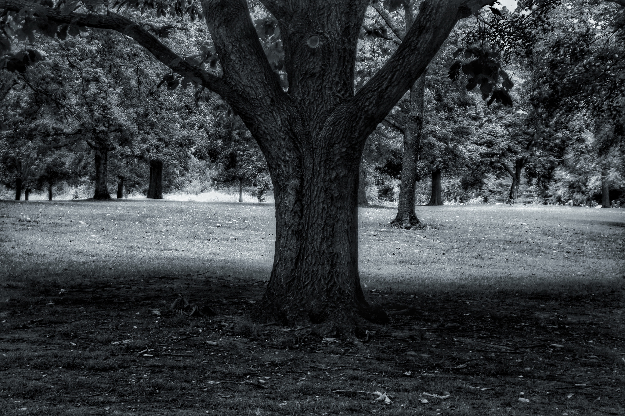 Canon EOS 1000D (EOS Digital Rebel XS / EOS Kiss F) + Canon 28-200mm sample photo. Just a big tree photography