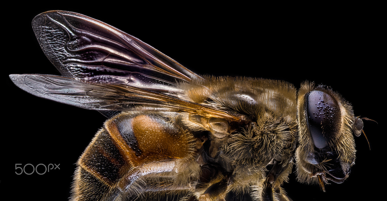Panasonic Lumix DMC-GH3 sample photo. The fly by dof photography photography