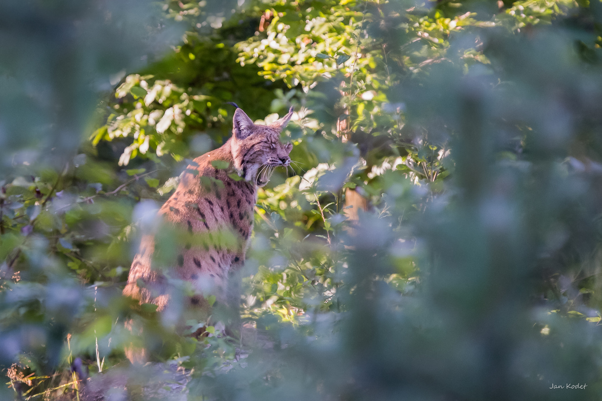 Canon EF 300mm F2.8L IS USM sample photo. Lynx photography