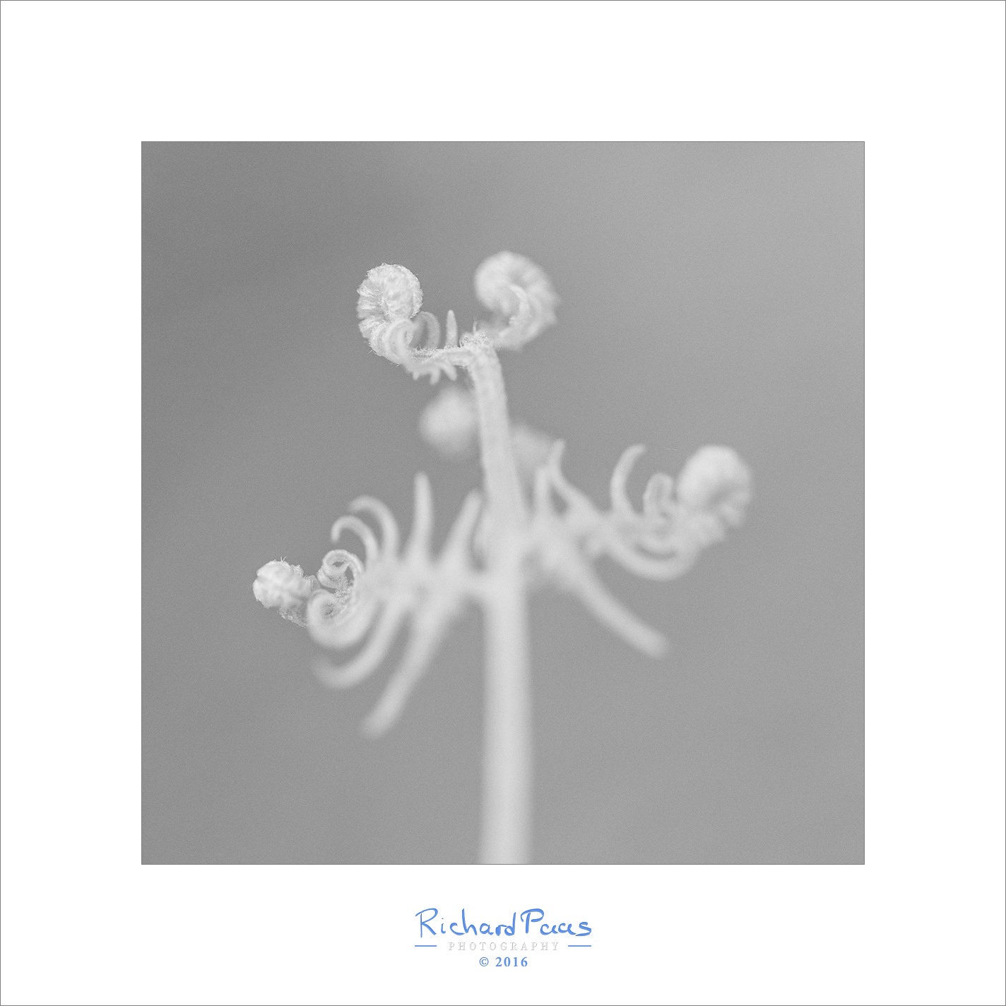 Canon EF 100mm F2.8L Macro IS USM sample photo. Fern photography
