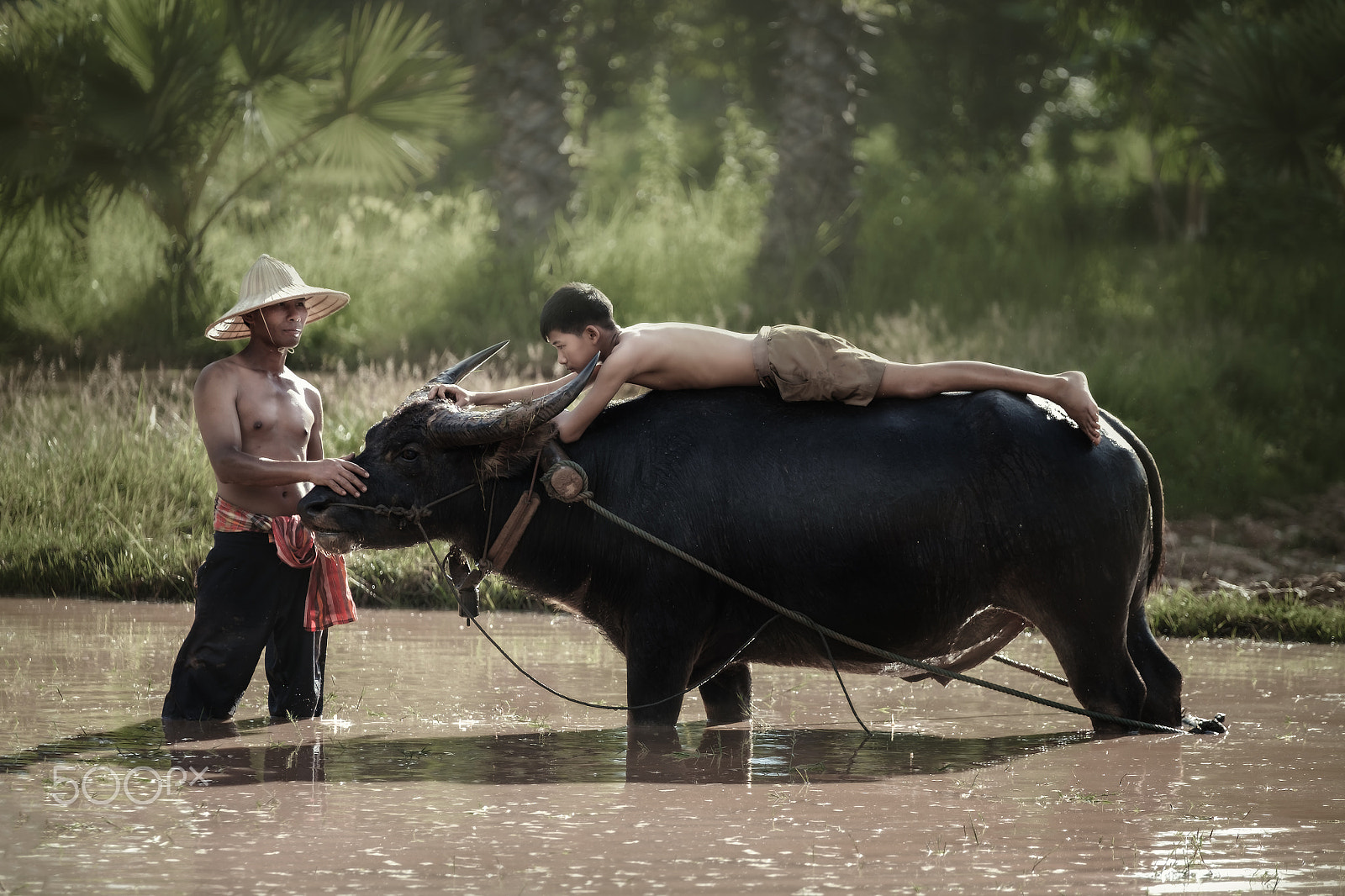 Fujifilm X-E2 + Fujifilm XF 50-140mm F2.8 R LM OIS WR sample photo. Thai farmer in field with his son lying on buffalo photography