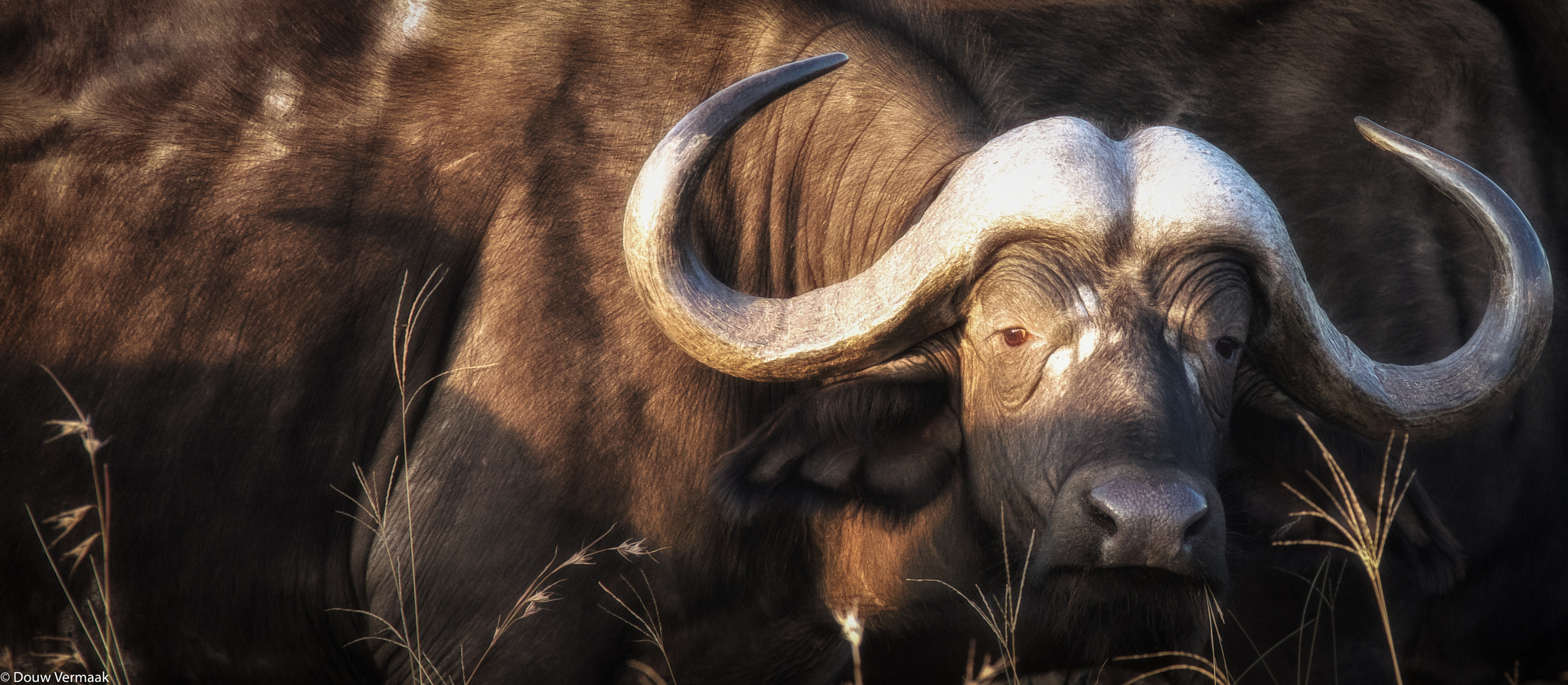 Canon EF 28-300mm F3.5-5.6L IS USM sample photo. Buffalo herd. photography
