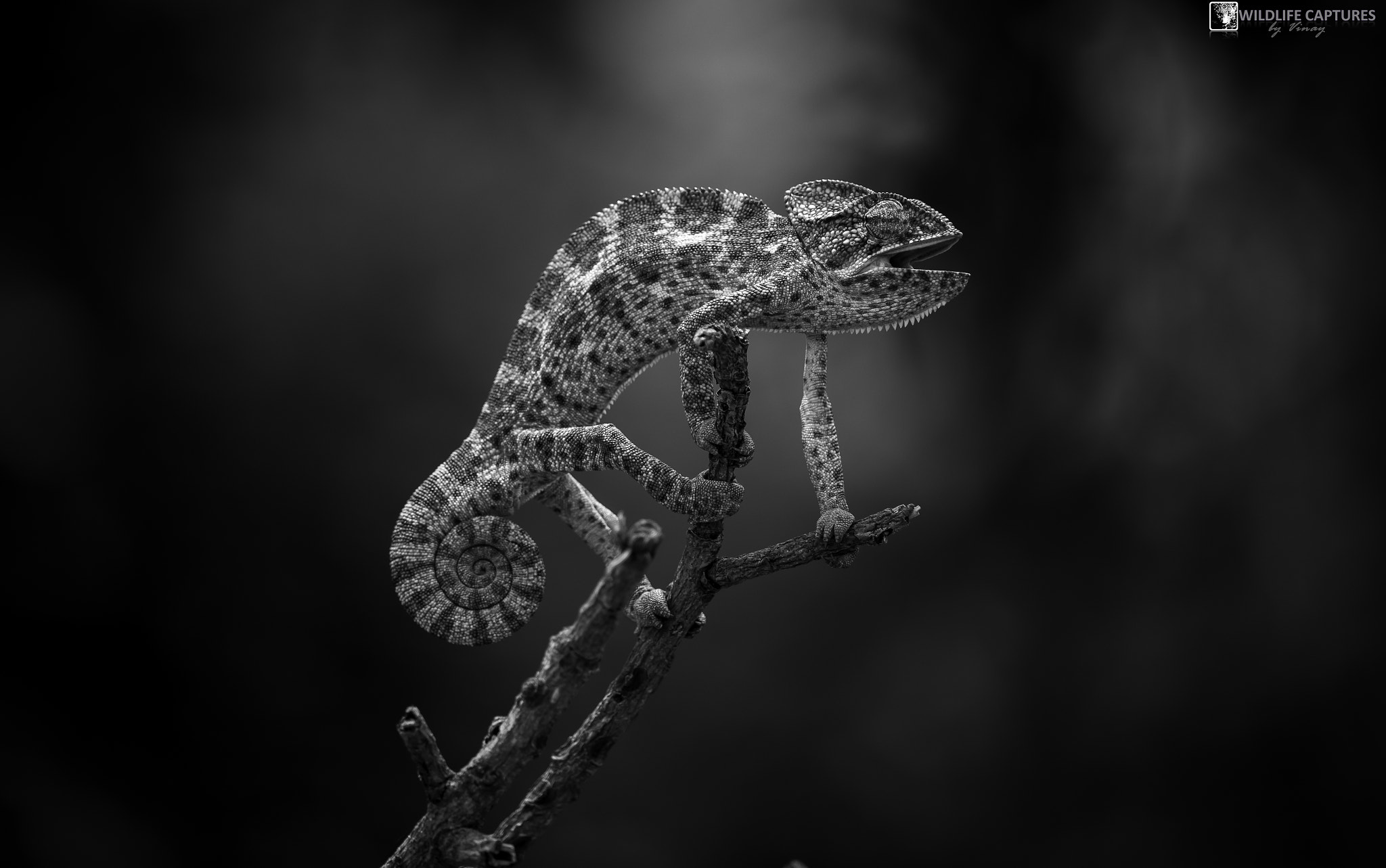 Canon EOS-1D X Mark II sample photo. Black n white - chameleon | kabini 2016 photography