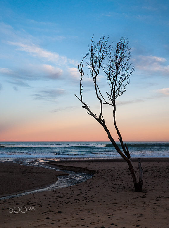 Nikon D5000 sample photo. Last tree standing photography