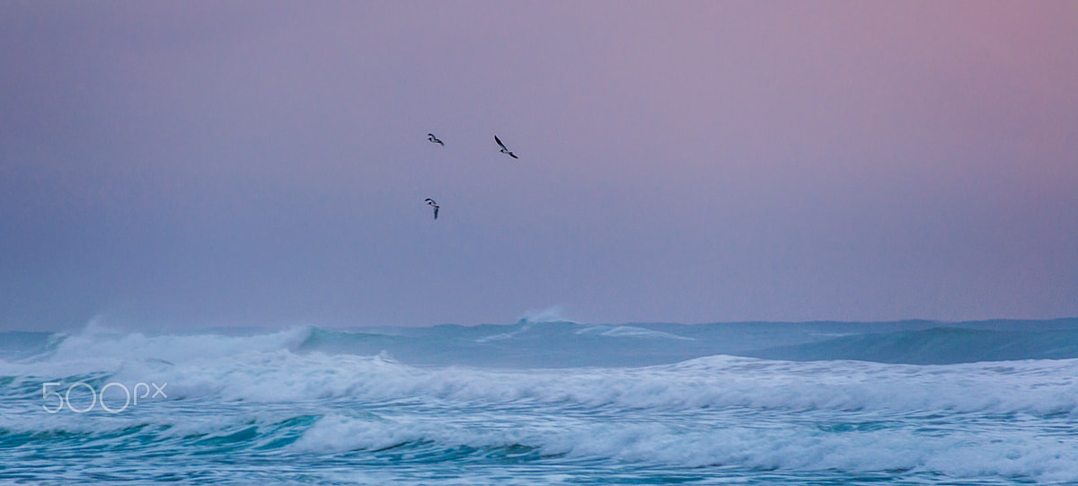 Nikon D5000 sample photo. Sunrise on old bar beach photography
