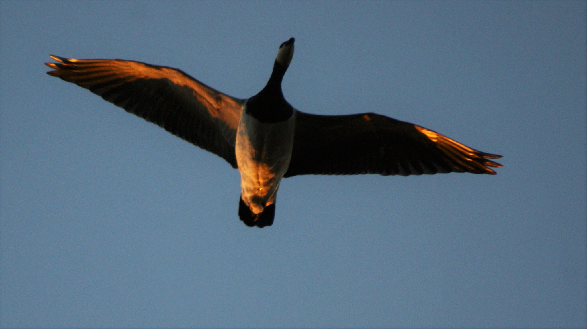 Sony Alpha DSLR-A350 + Tamron Lens (255) sample photo. Golden wingtips photography