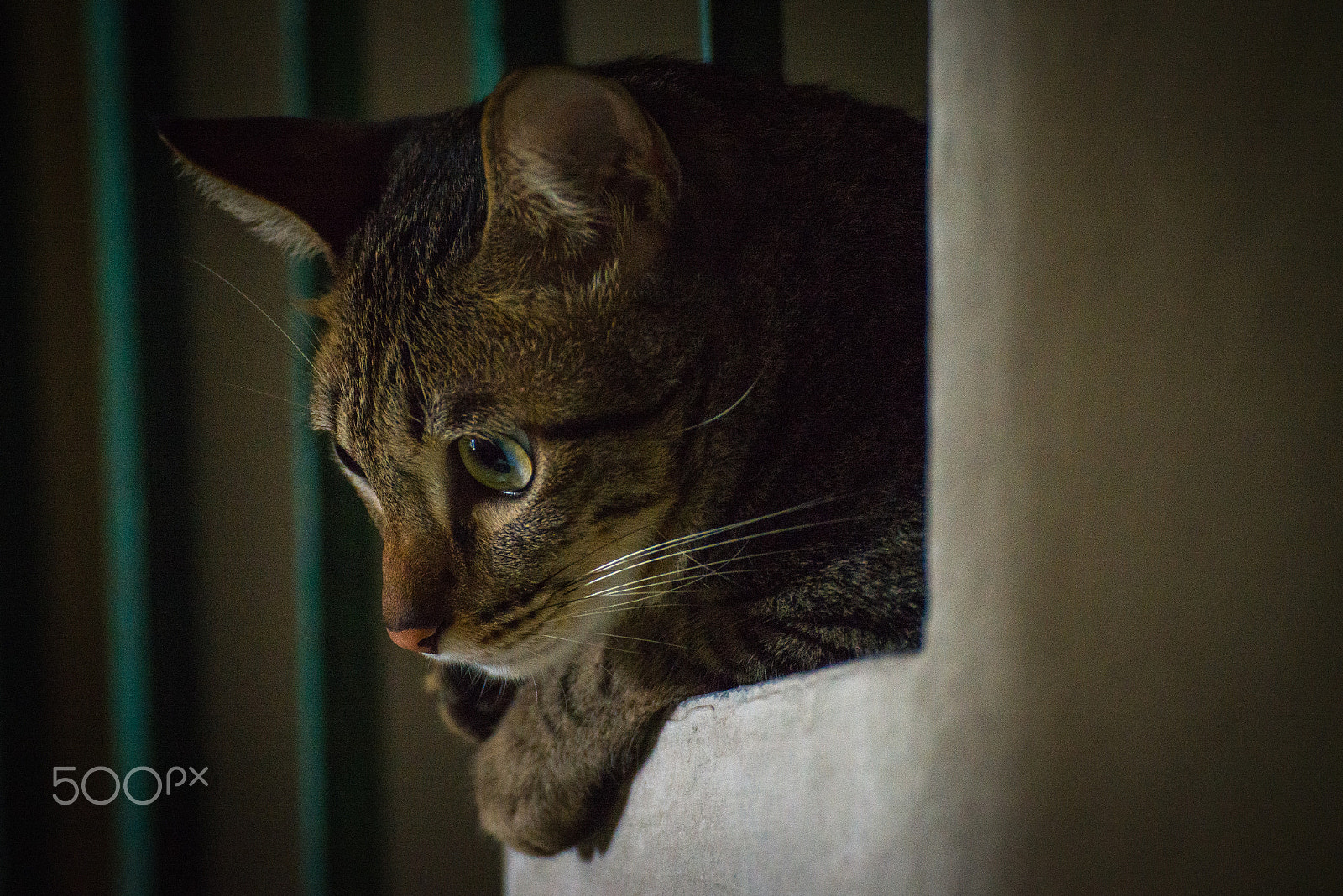 Nikon D600 sample photo. 包包 photography