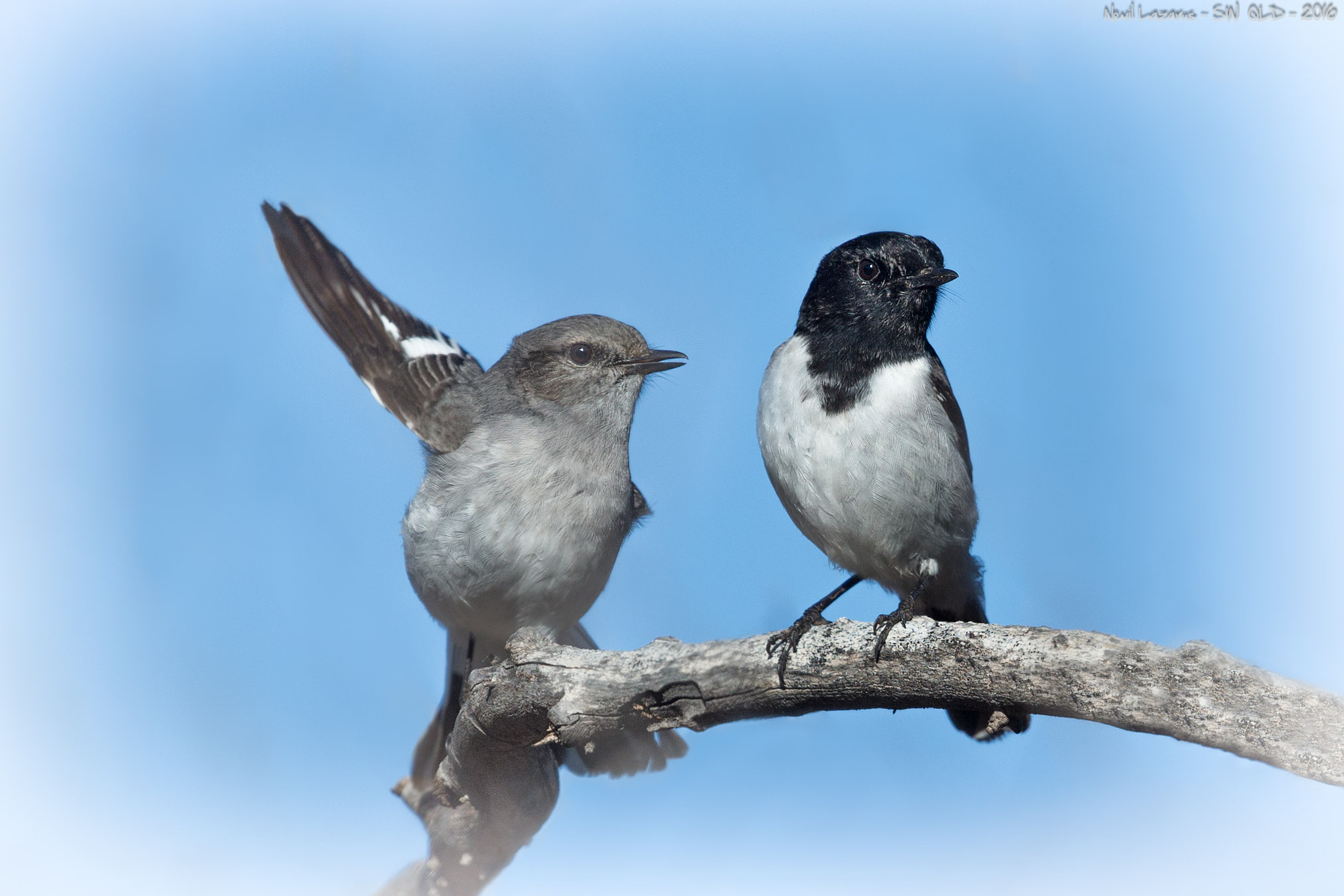 Canon EF 500mm F4L IS II USM sample photo. Hooded robin pair kilcowera july nwl photography