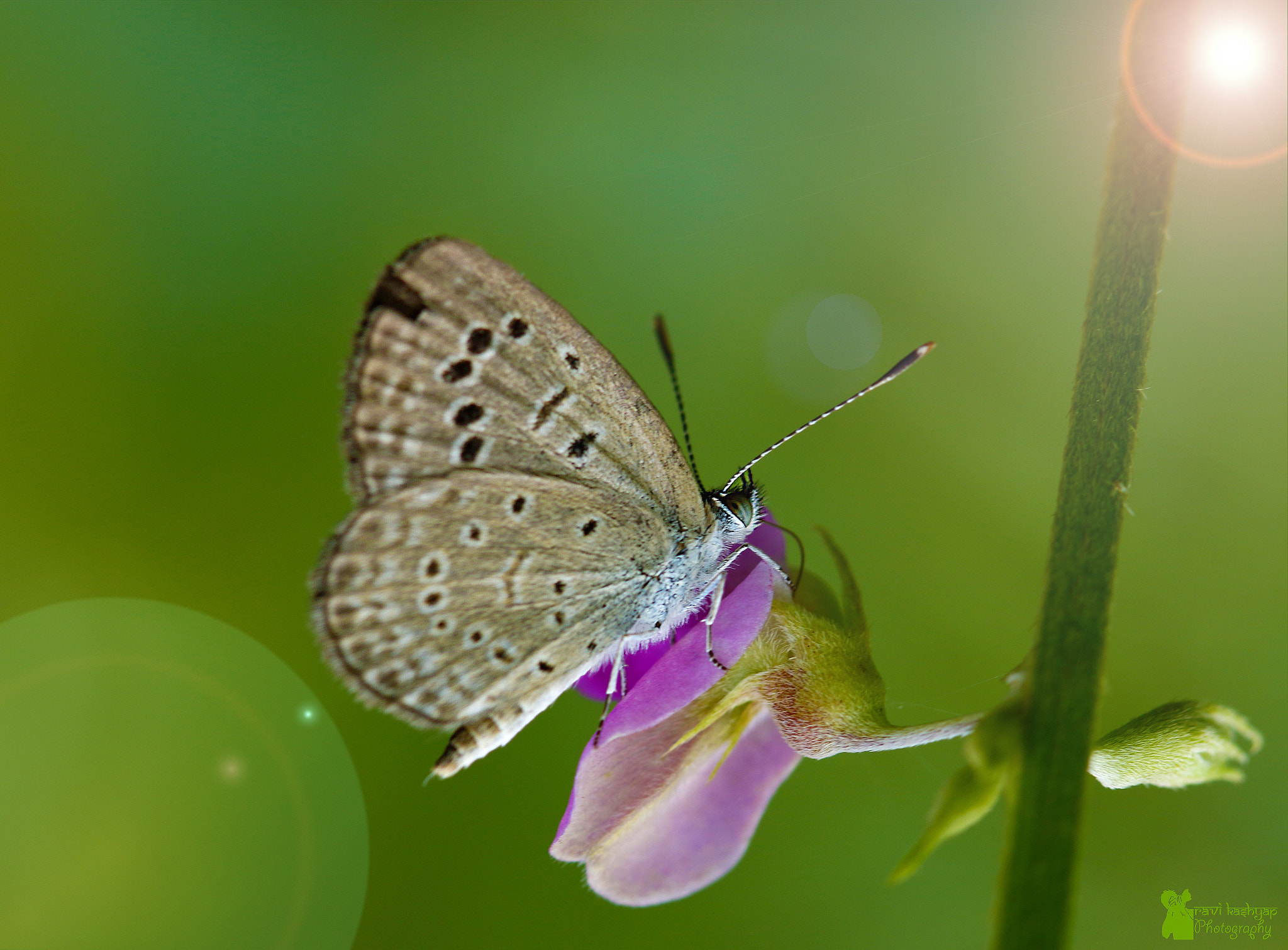 Canon EF 70-200mm F4L IS USM sample photo. Indian tiny grass blue butterfly photography
