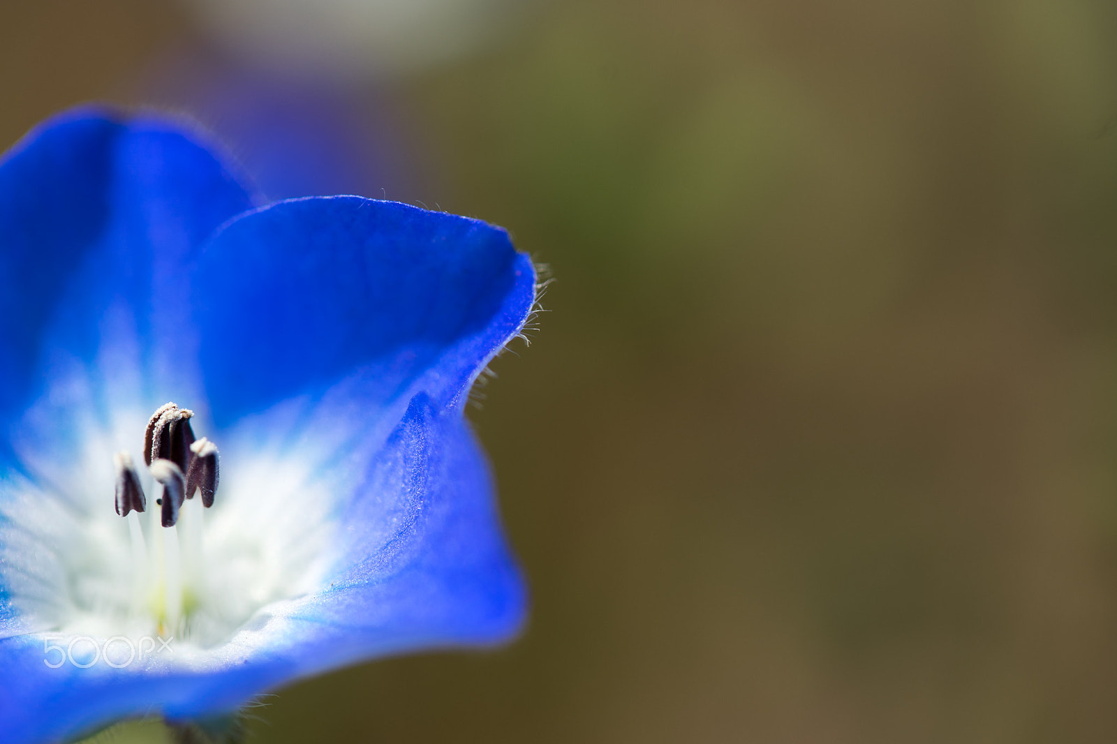 Sony a7 II + Tamron 18-270mm F3.5-6.3 Di II PZD sample photo. Nemophila photography