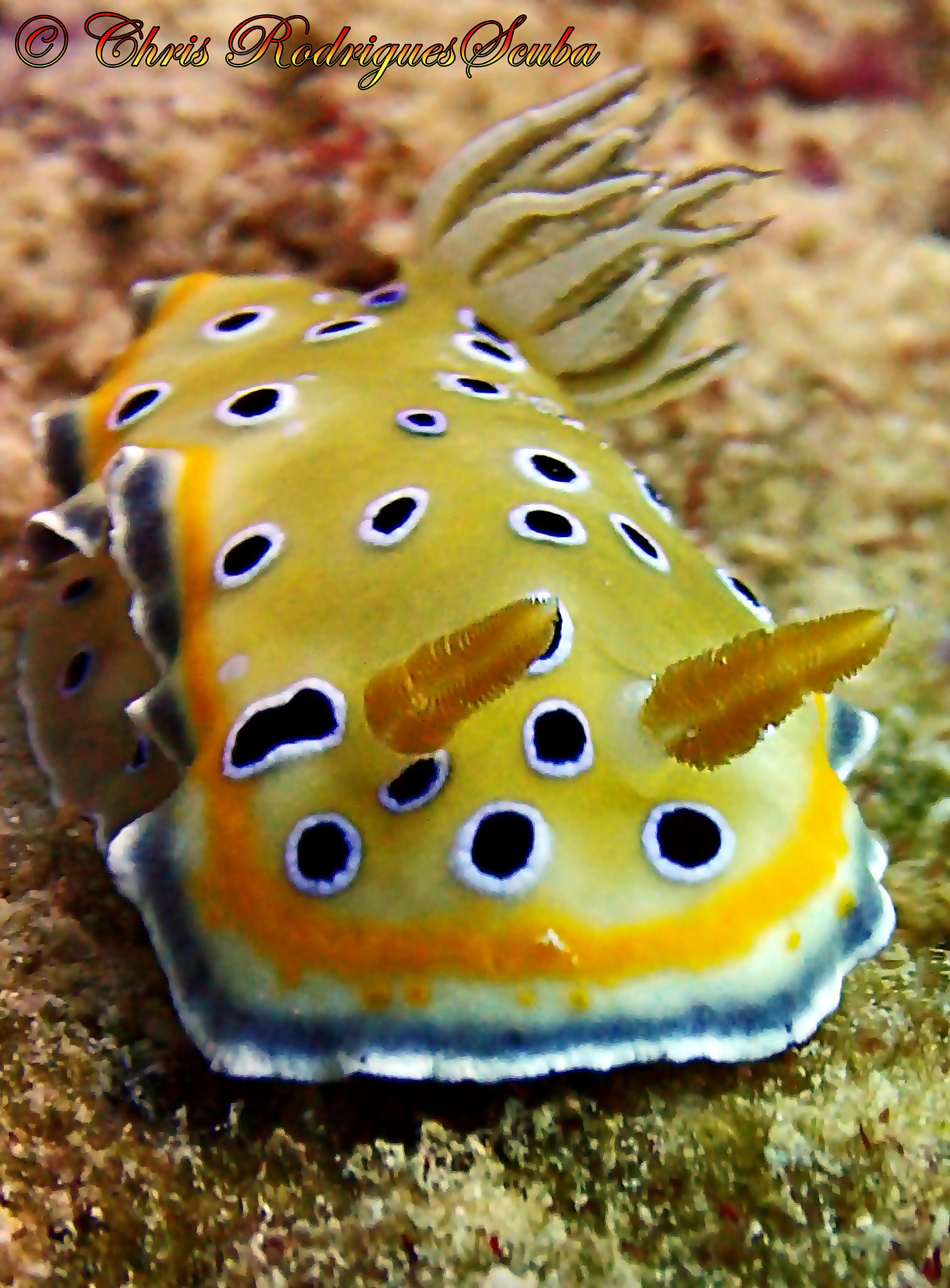 Canon EF-S 18-55mm F3.5-5.6 IS II sample photo. Twin sea slug photography