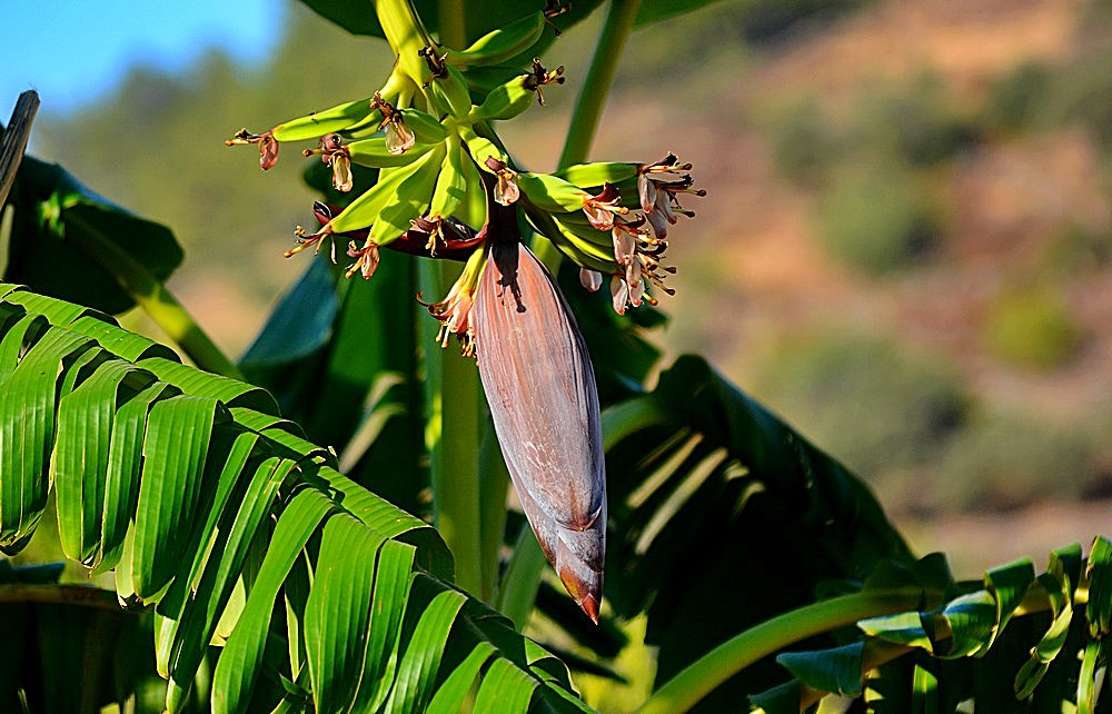 Sigma 70-300mm F4-5.6 APO Macro Super II sample photo. La banane photography