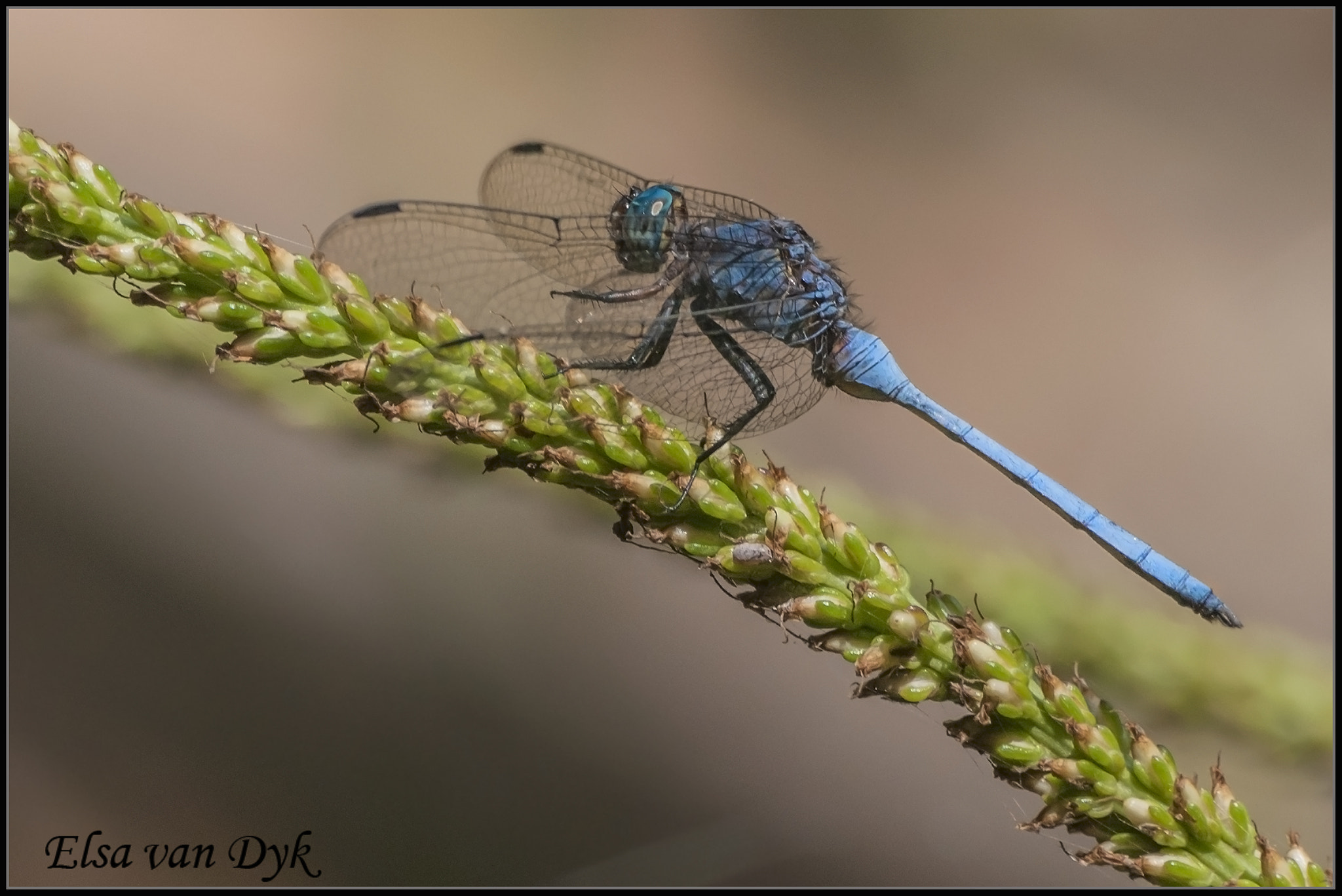 Nikon D300 sample photo. Dragonfly photography