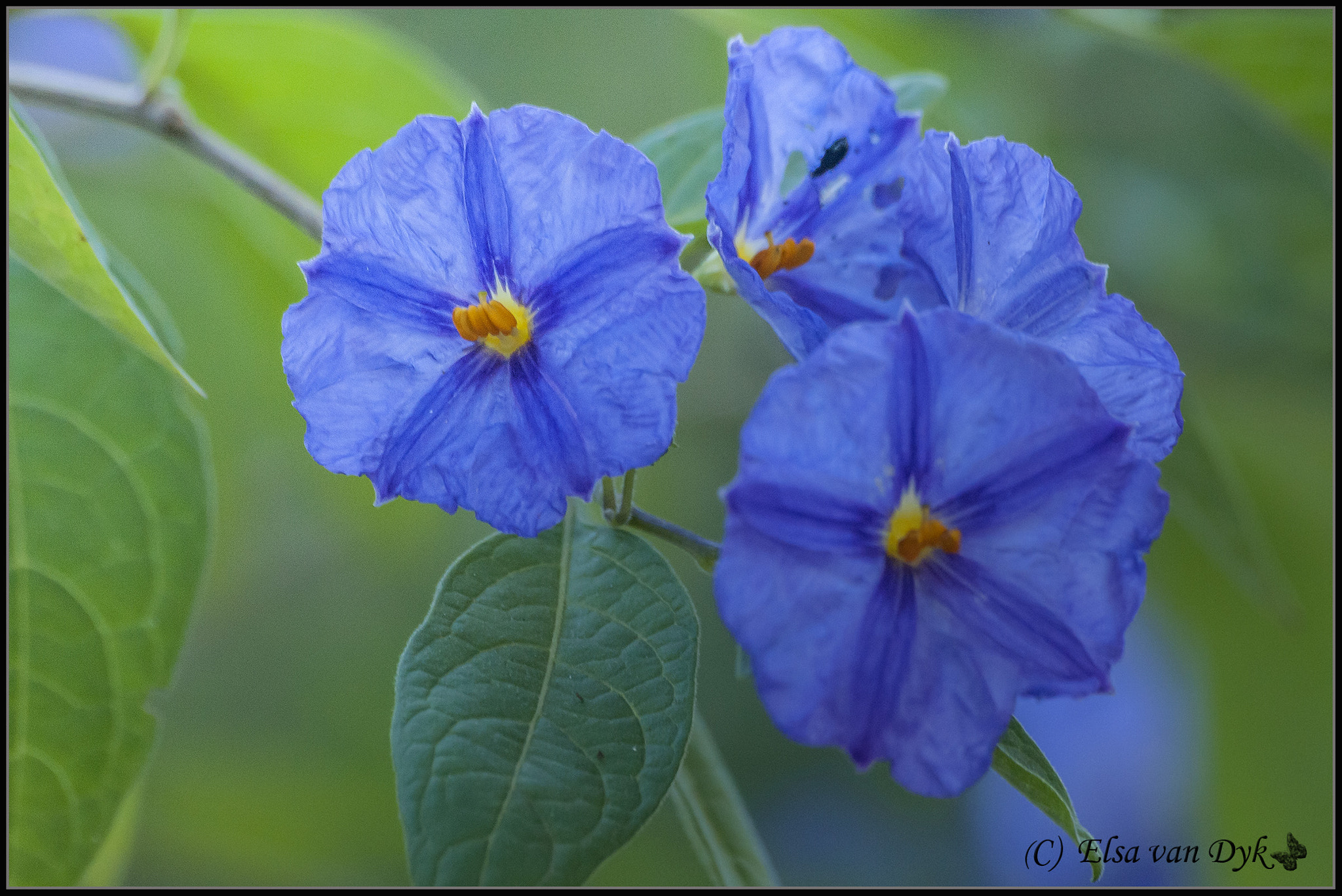 Nikon D300 sample photo