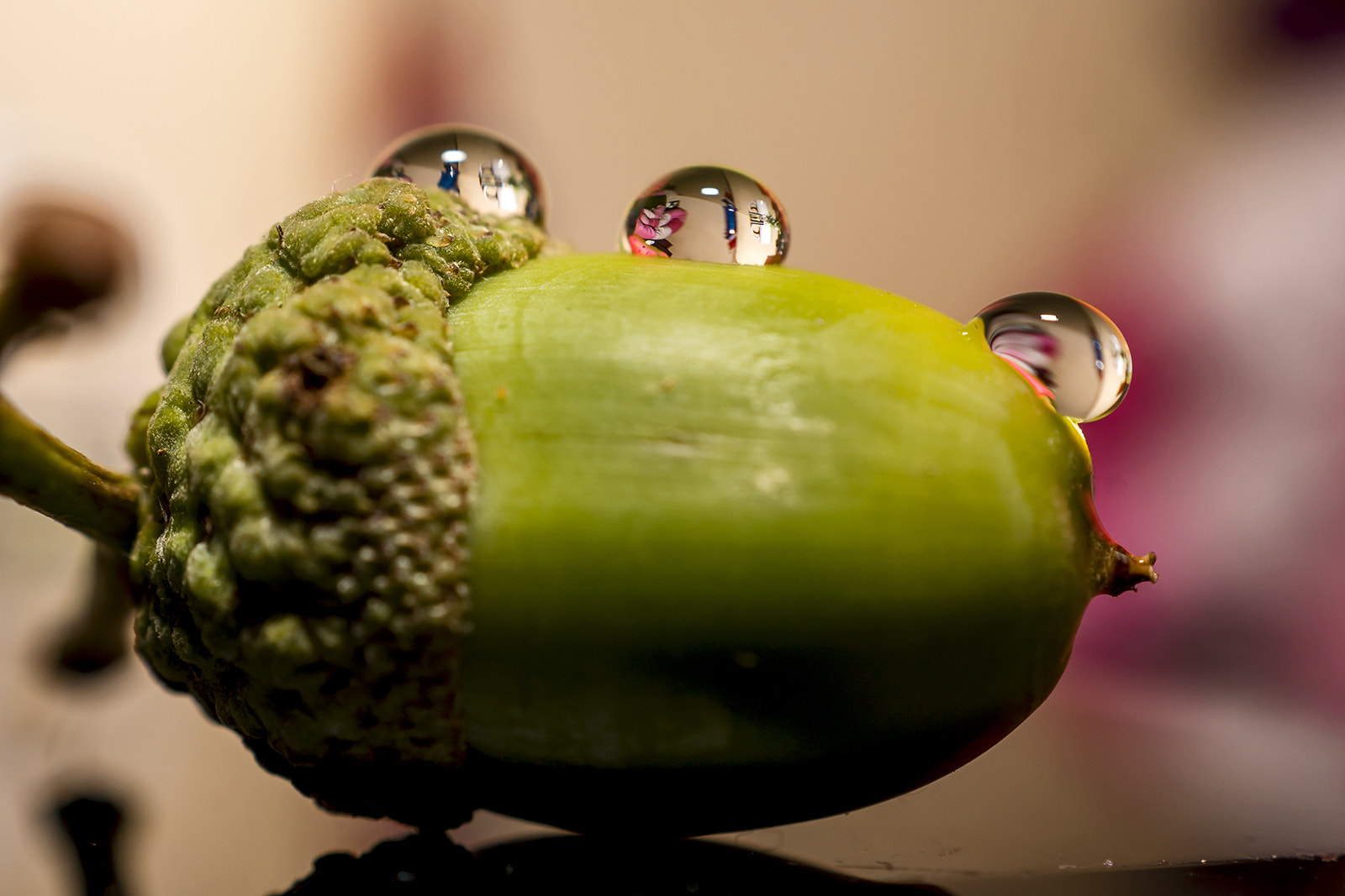 Sony DT 30mm F2.8 Macro SAM sample photo. ...... photography