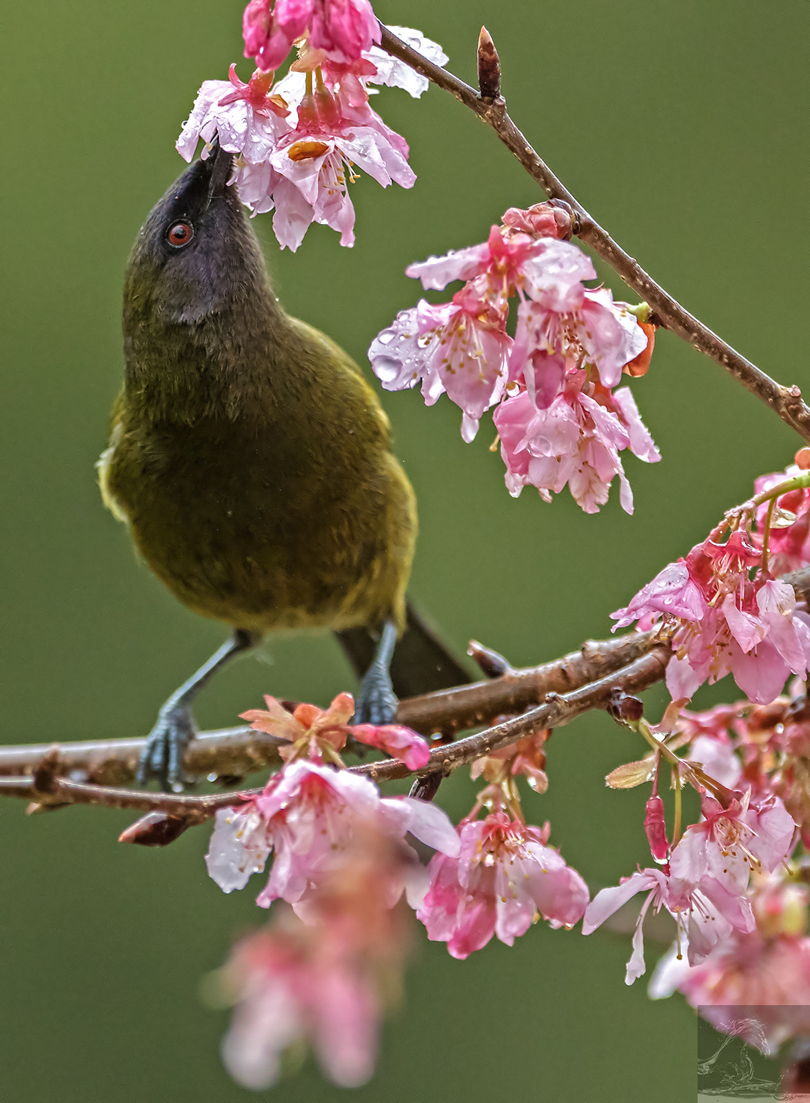 Canon EF 300mm F2.8L IS USM sample photo. Nz bellbird 04 photography