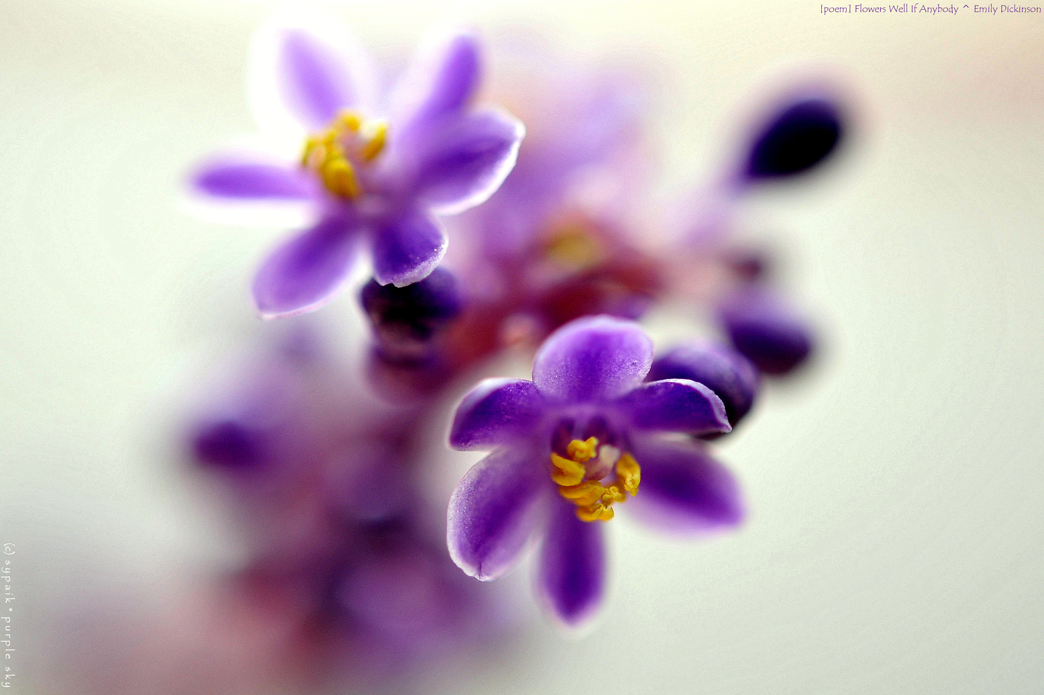 Nikon AF-S Micro-Nikkor 60mm F2.8G ED sample photo. Flowers well if anybody ii photography