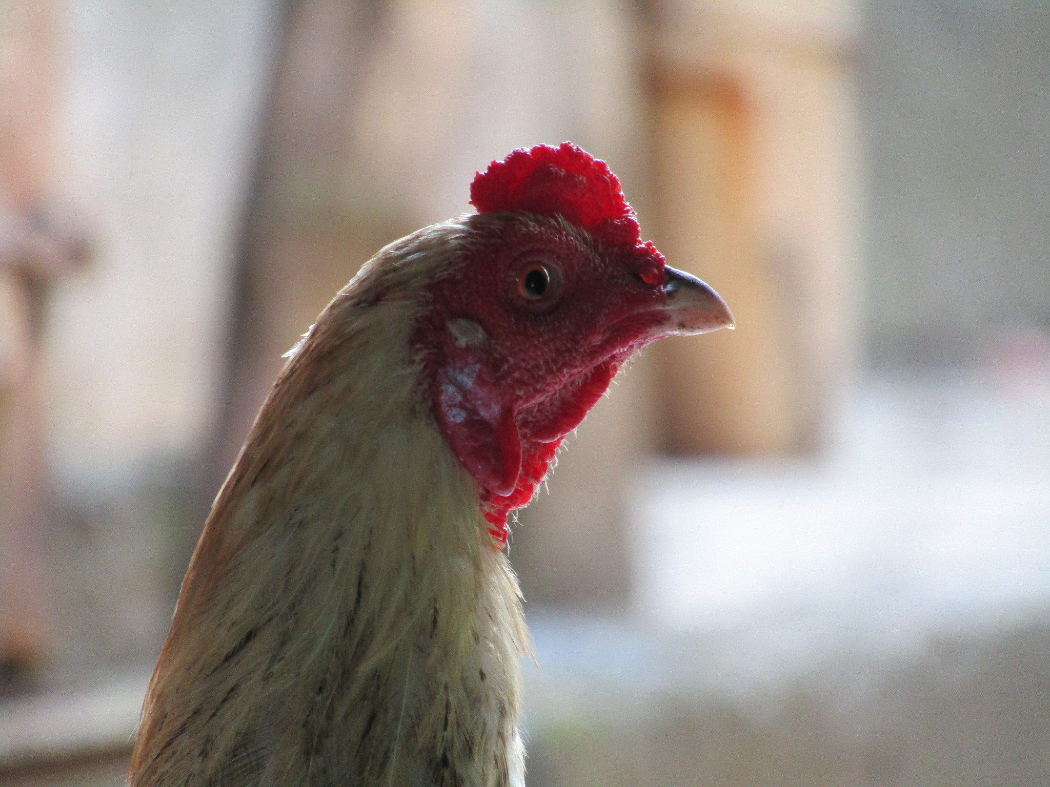 Canon EF 300mm F2.8L IS USM sample photo